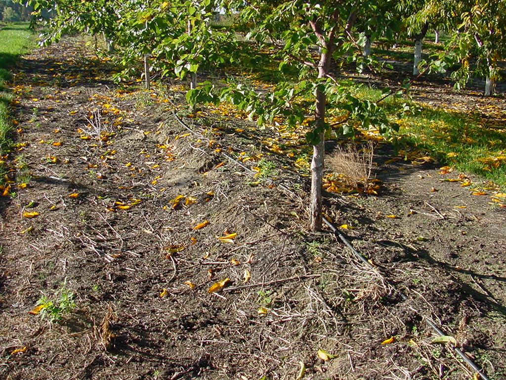 Trees for store high water table