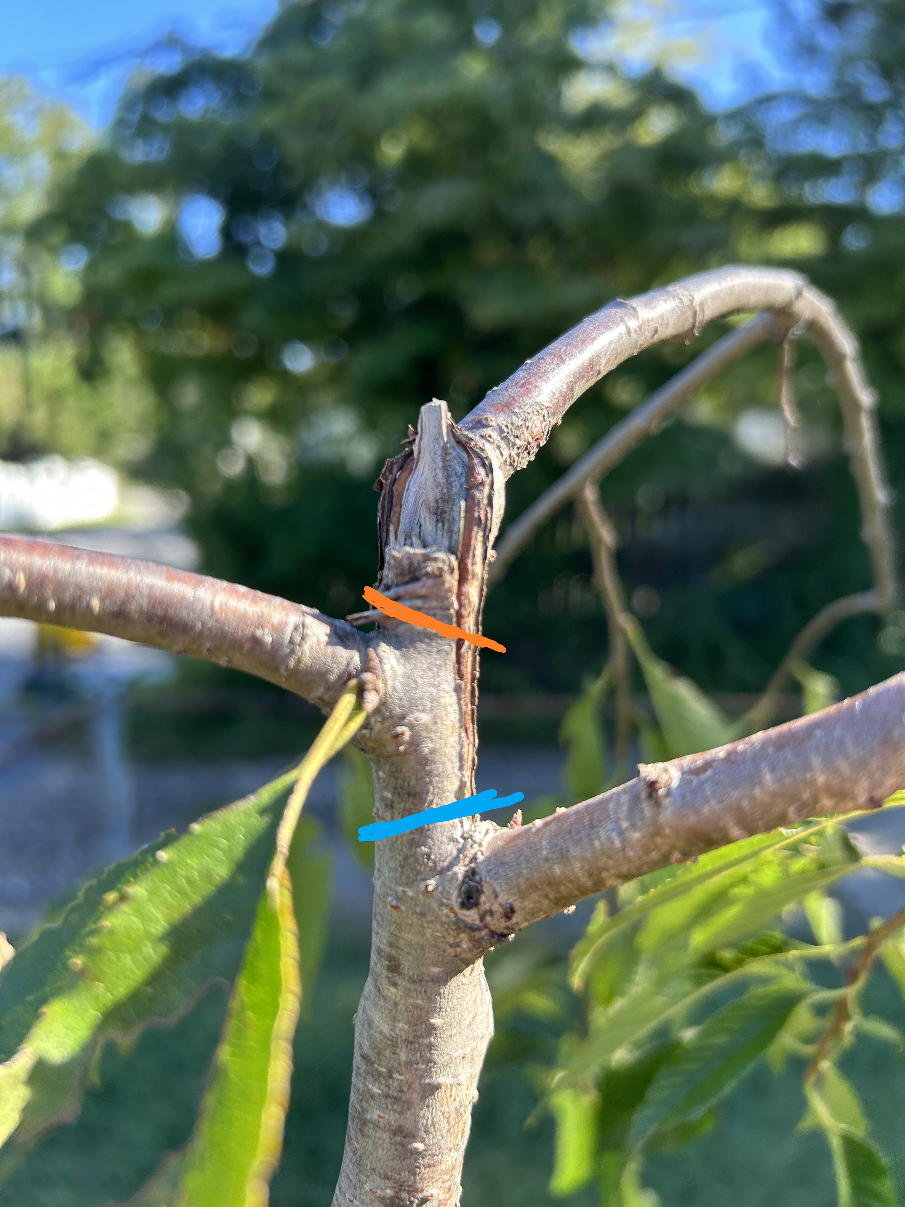 Double weeping cherry tree - Ask Extension