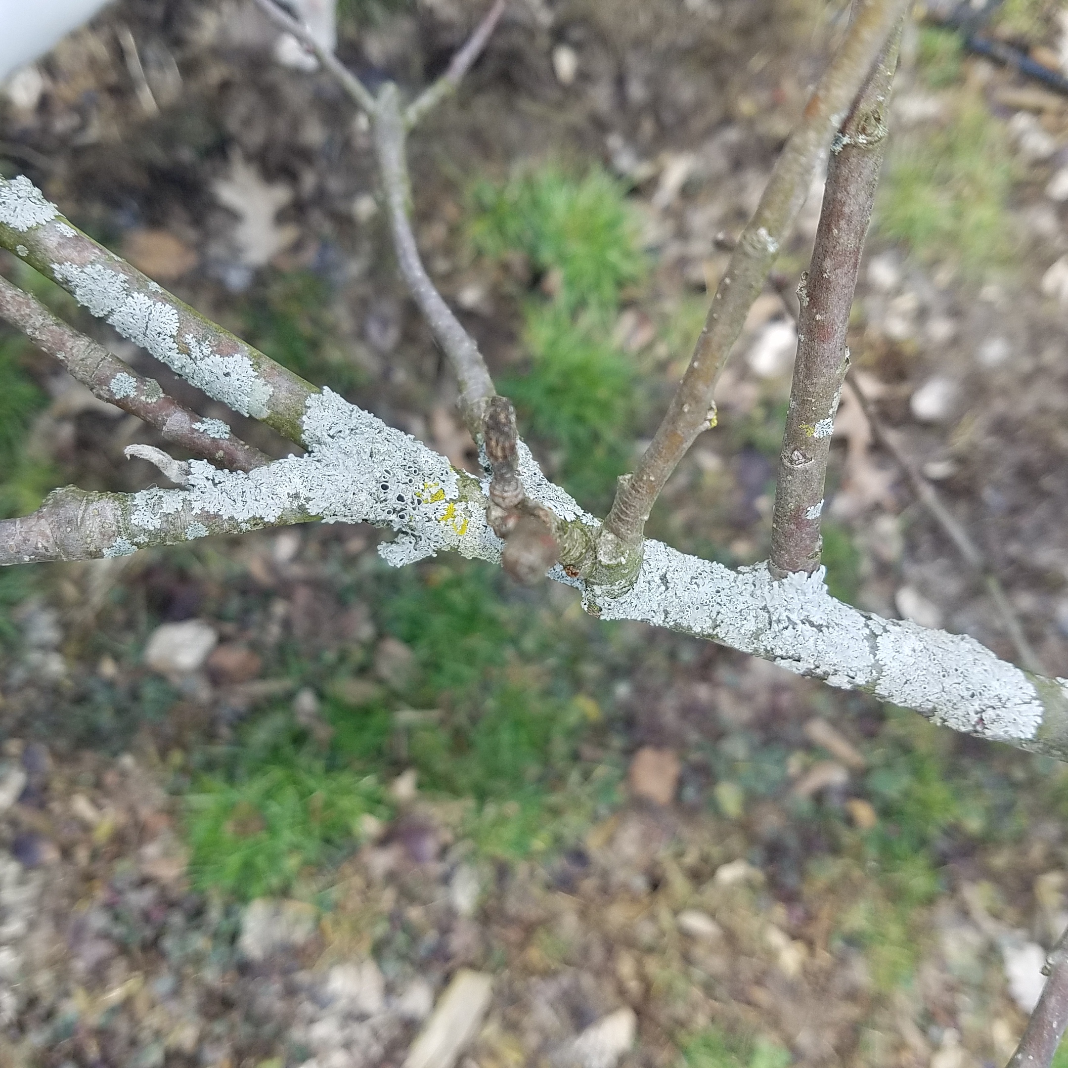 Fungus on Apple Tree - Ask Extension 