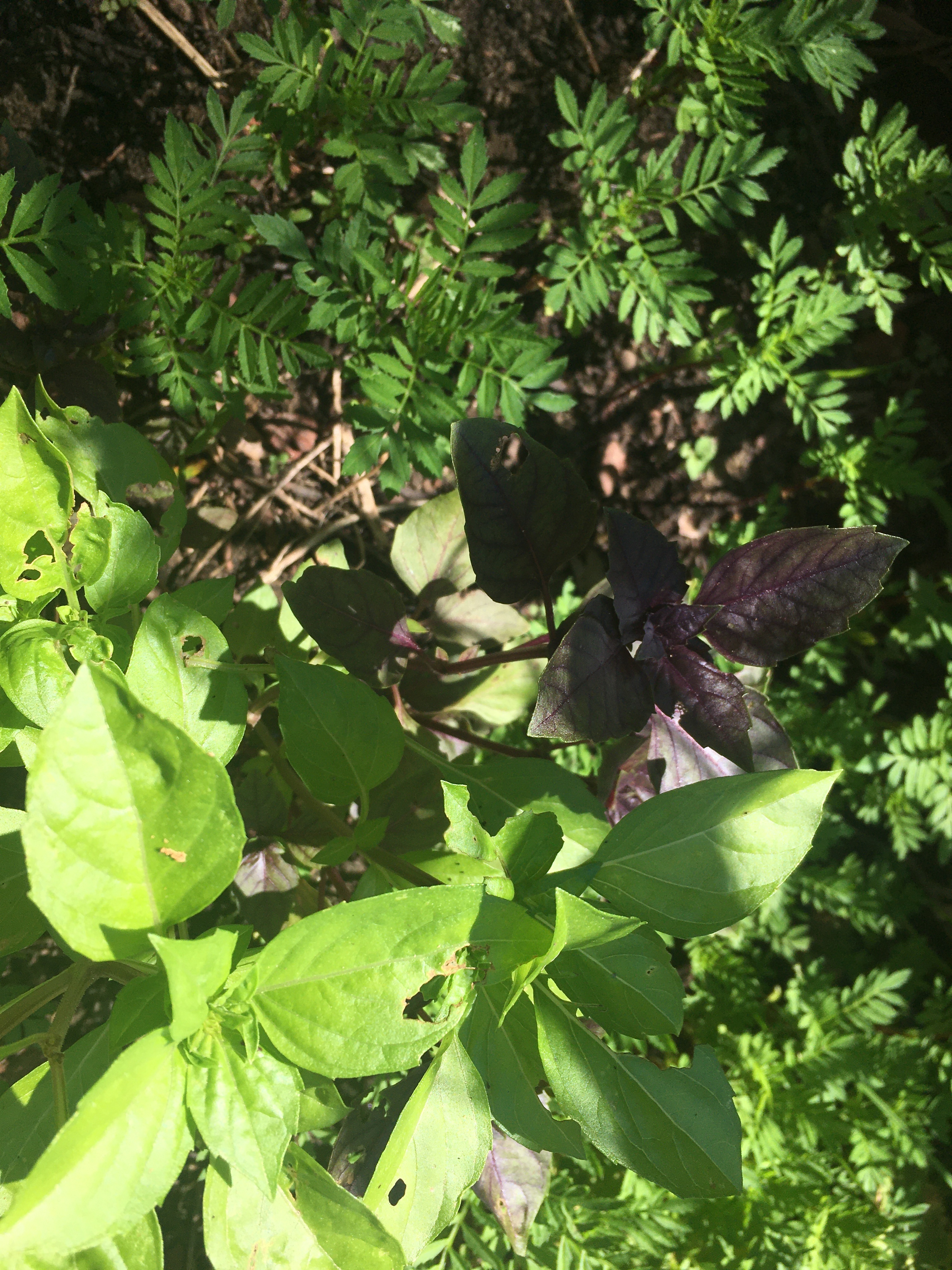 Red Rubin Basil leaves have holes Plant 2 Ask Extension