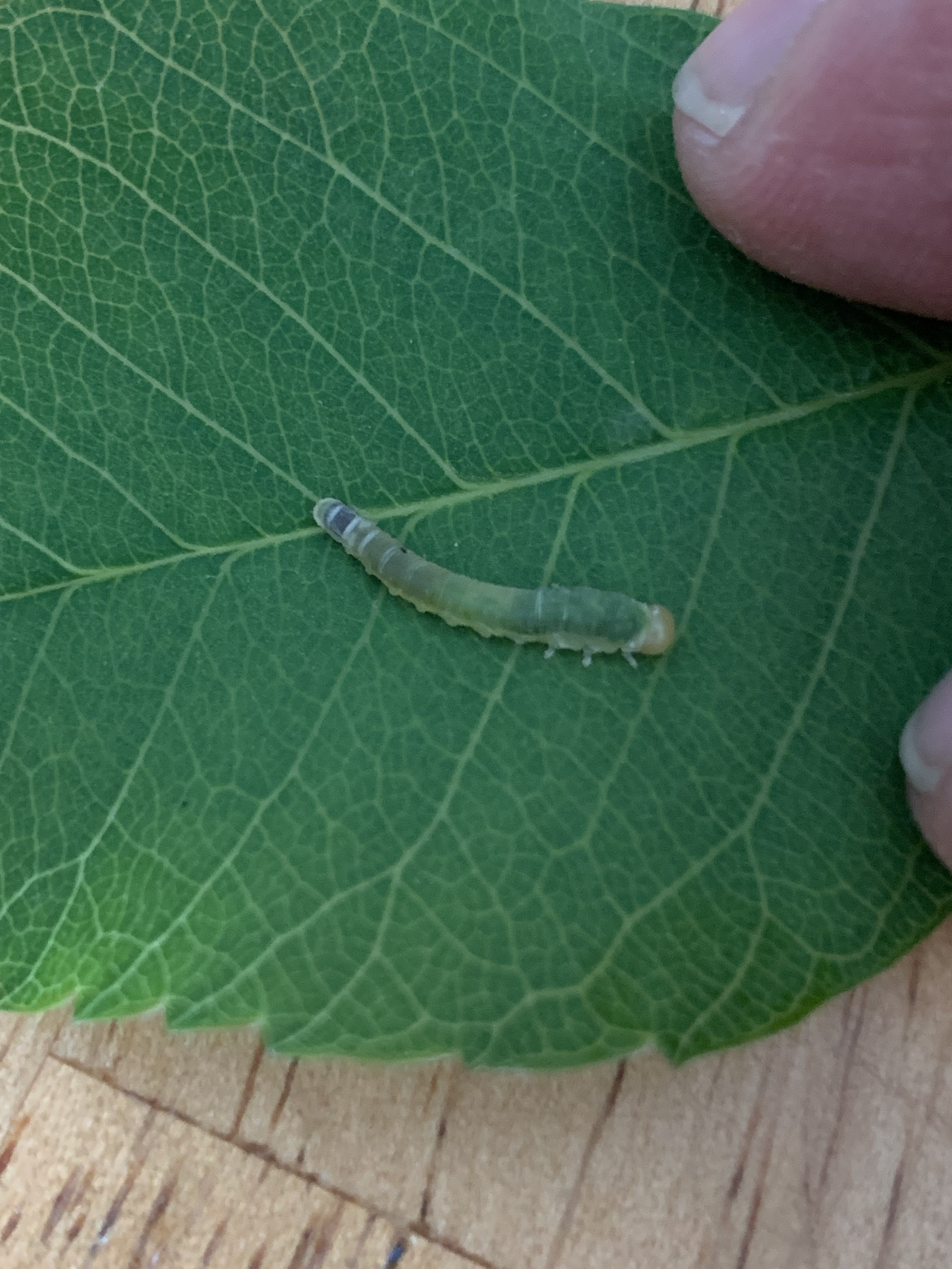 Small green worms eating my vegetation. - Ask Extension