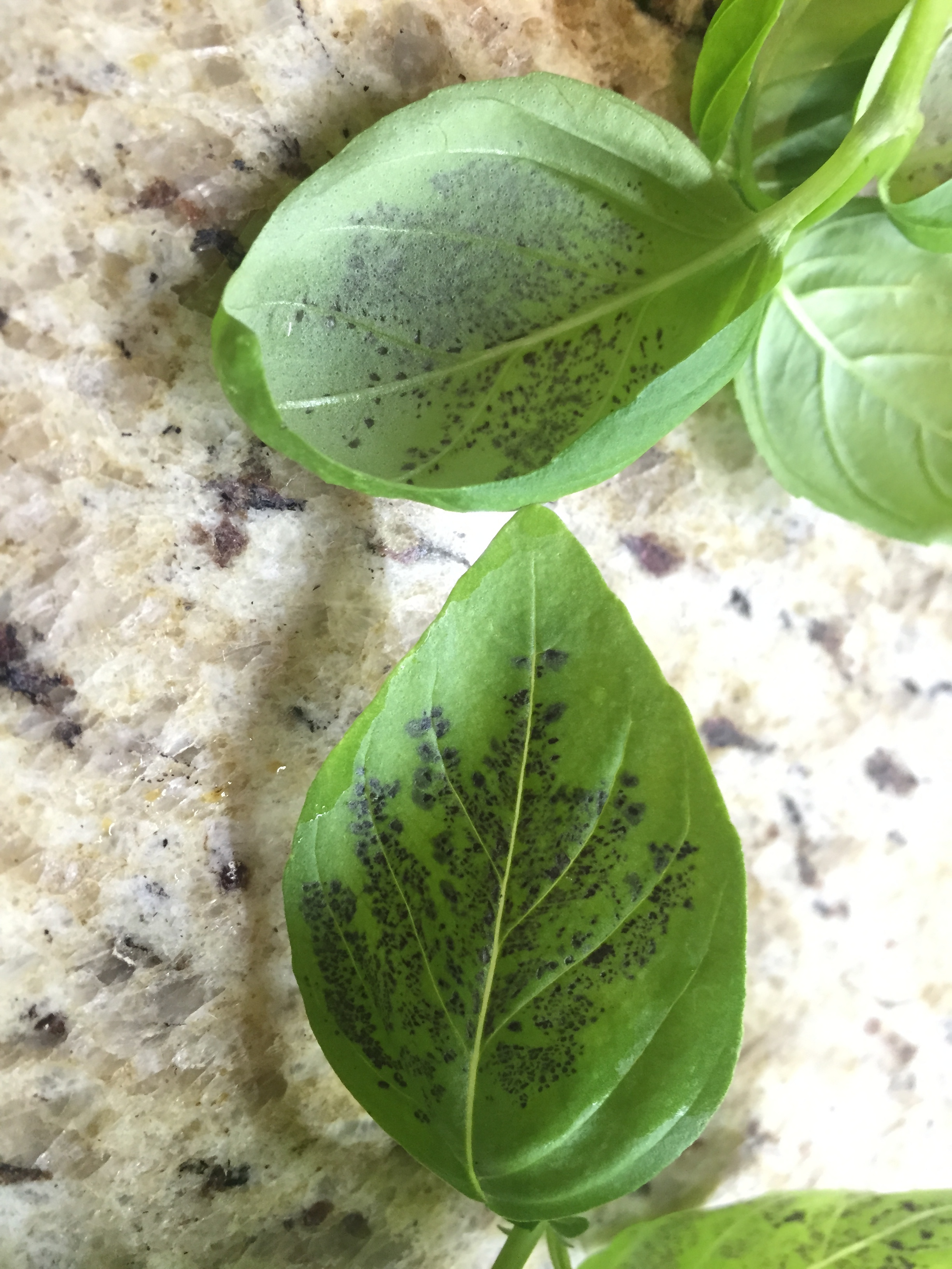 Basil Disease ID Ask Extension