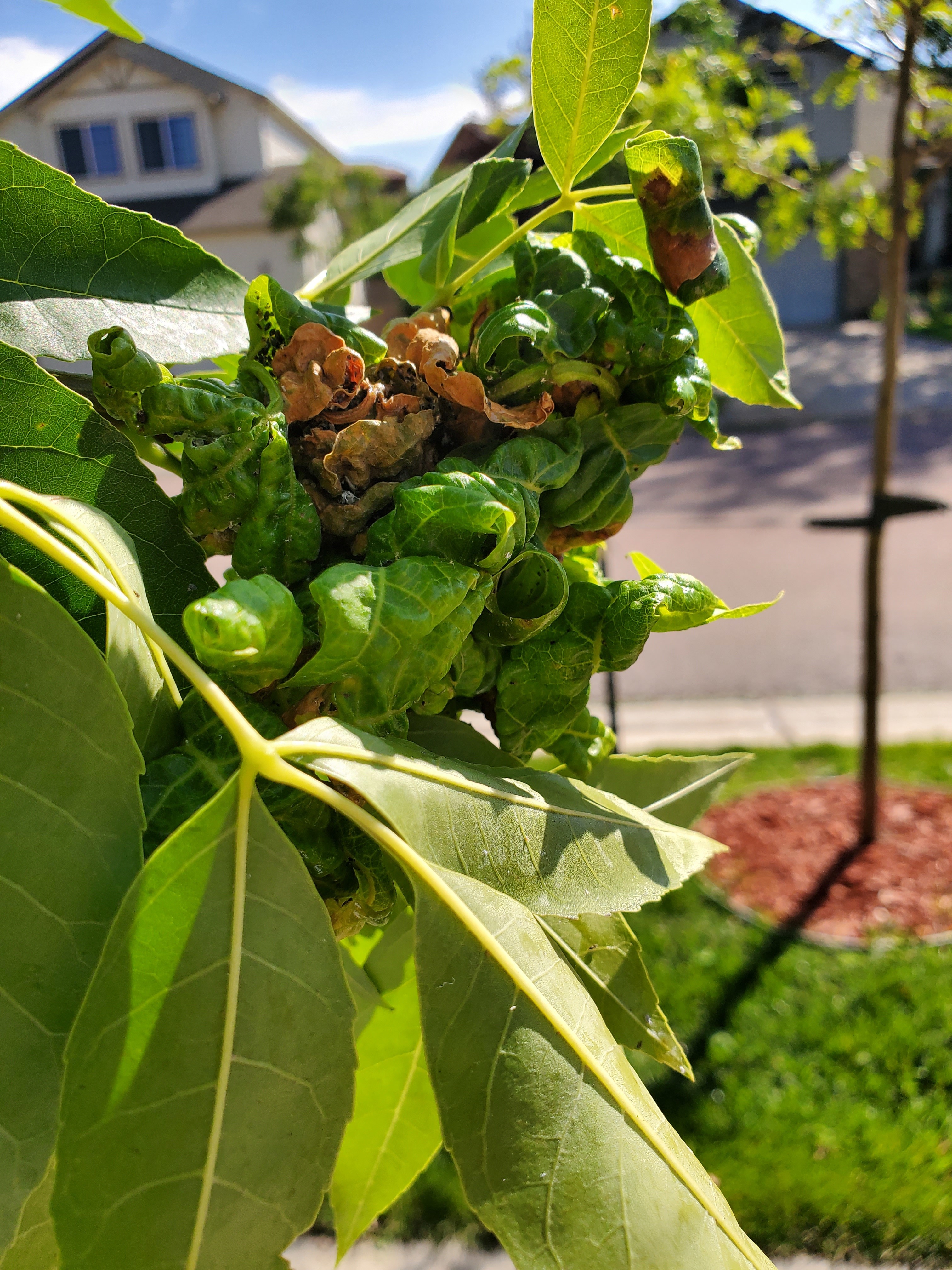 Abnormal leaf growth on ash tree Ask Extension