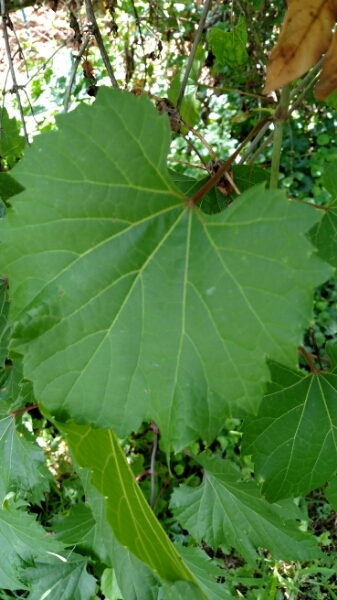 Are grape leaves hot sale poisonous to dogs