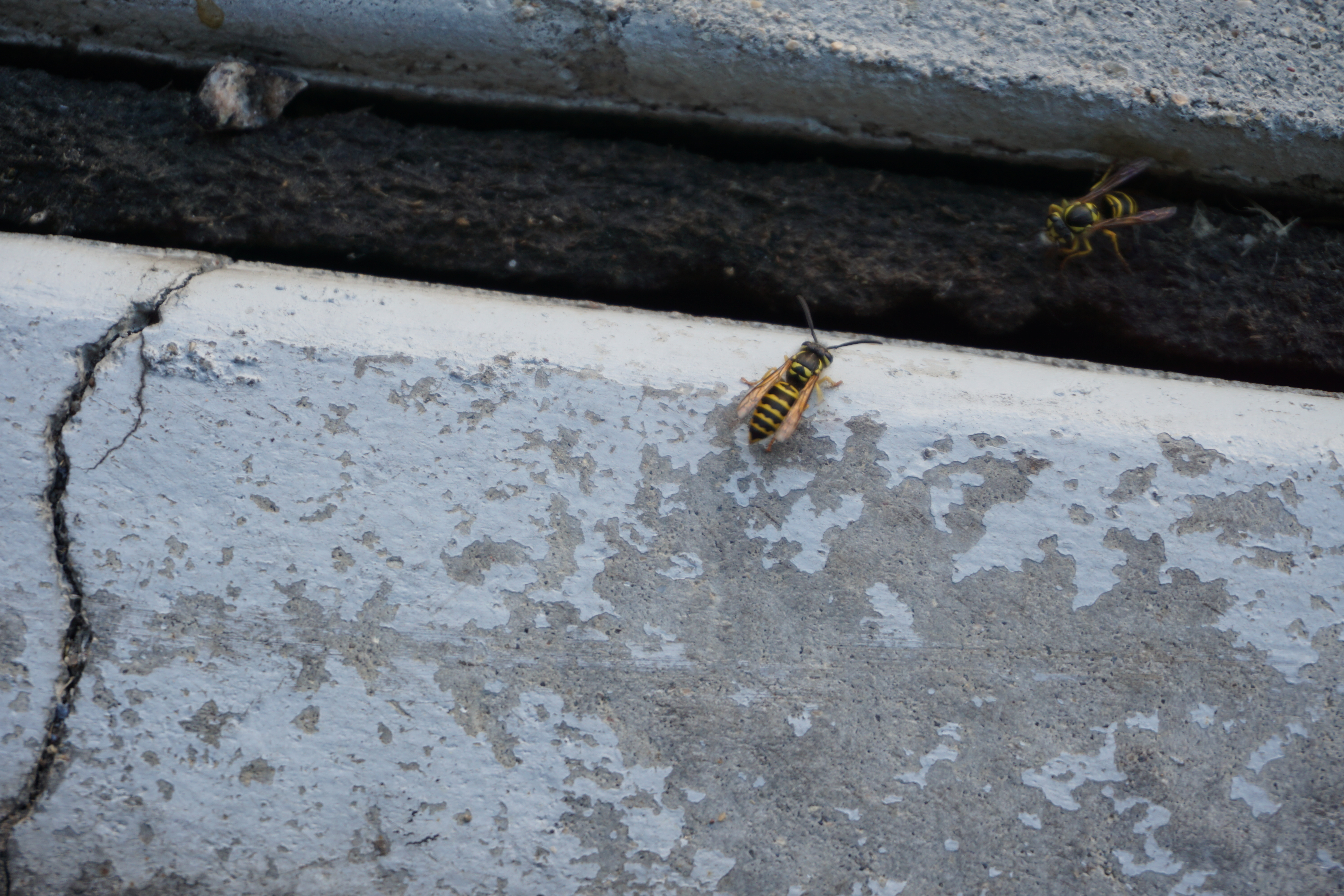 Yellowjackets and baldfaced hornets