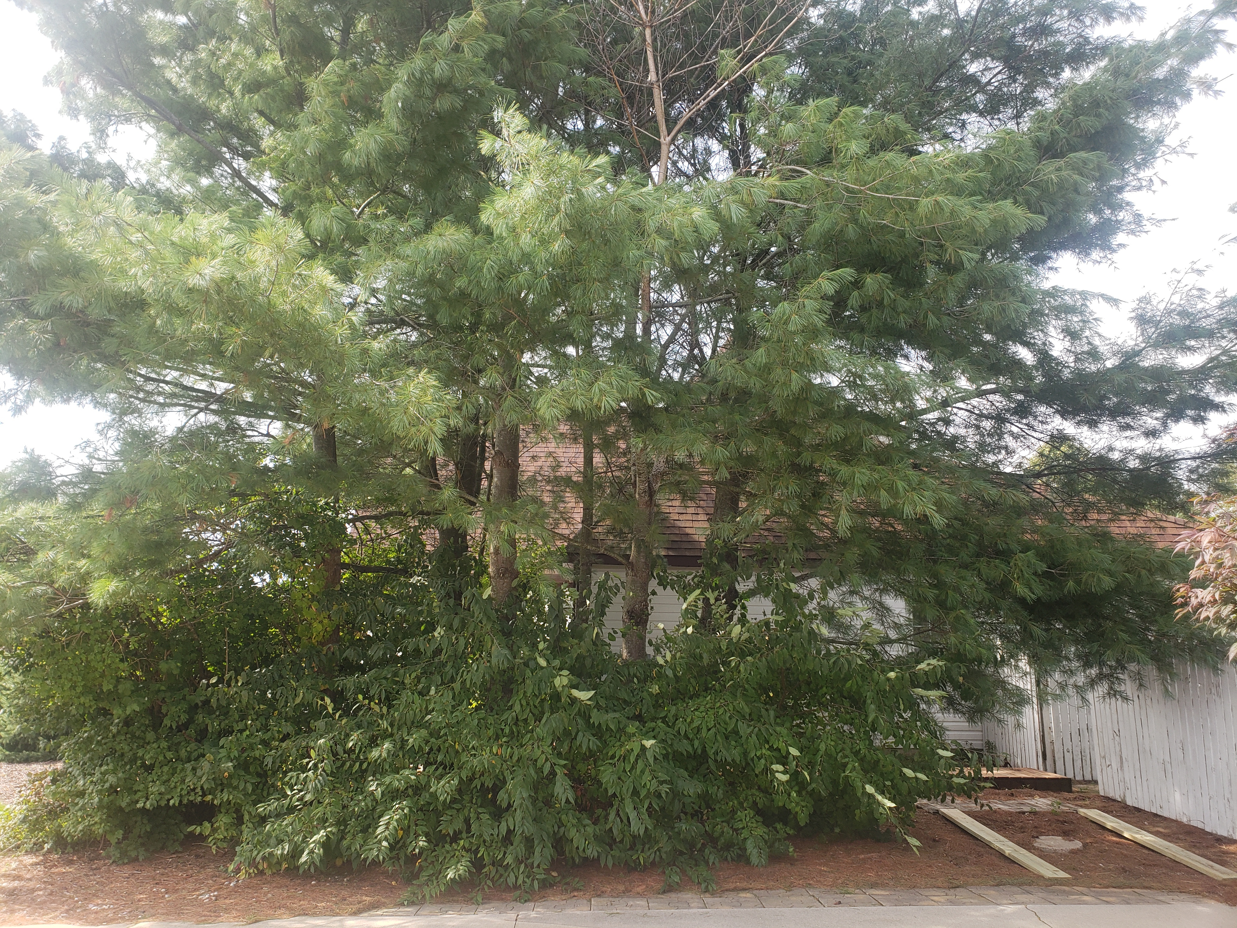 Pine Bark Adelgids Infest White Pines
