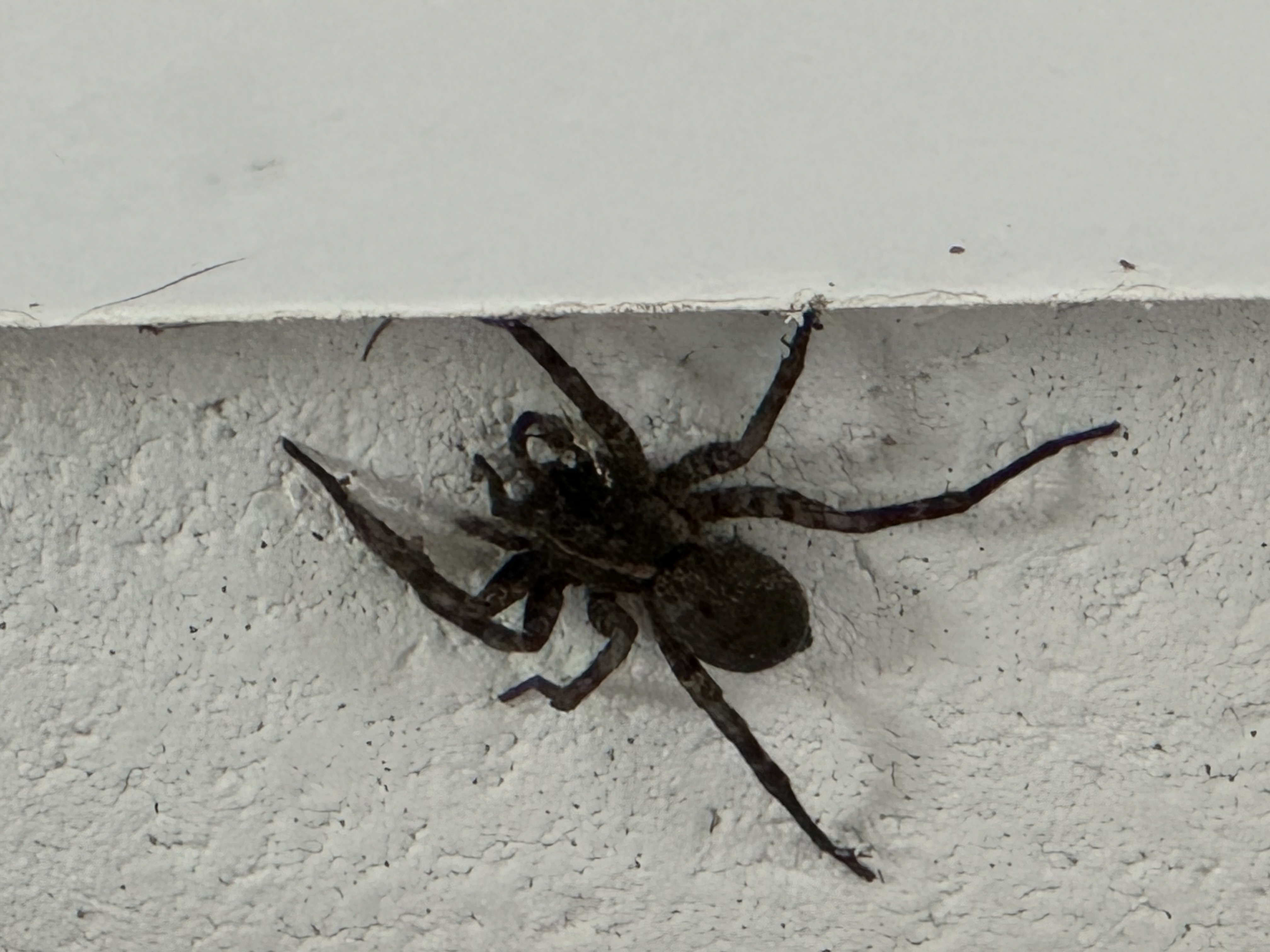 Spider identification - Ask Extension