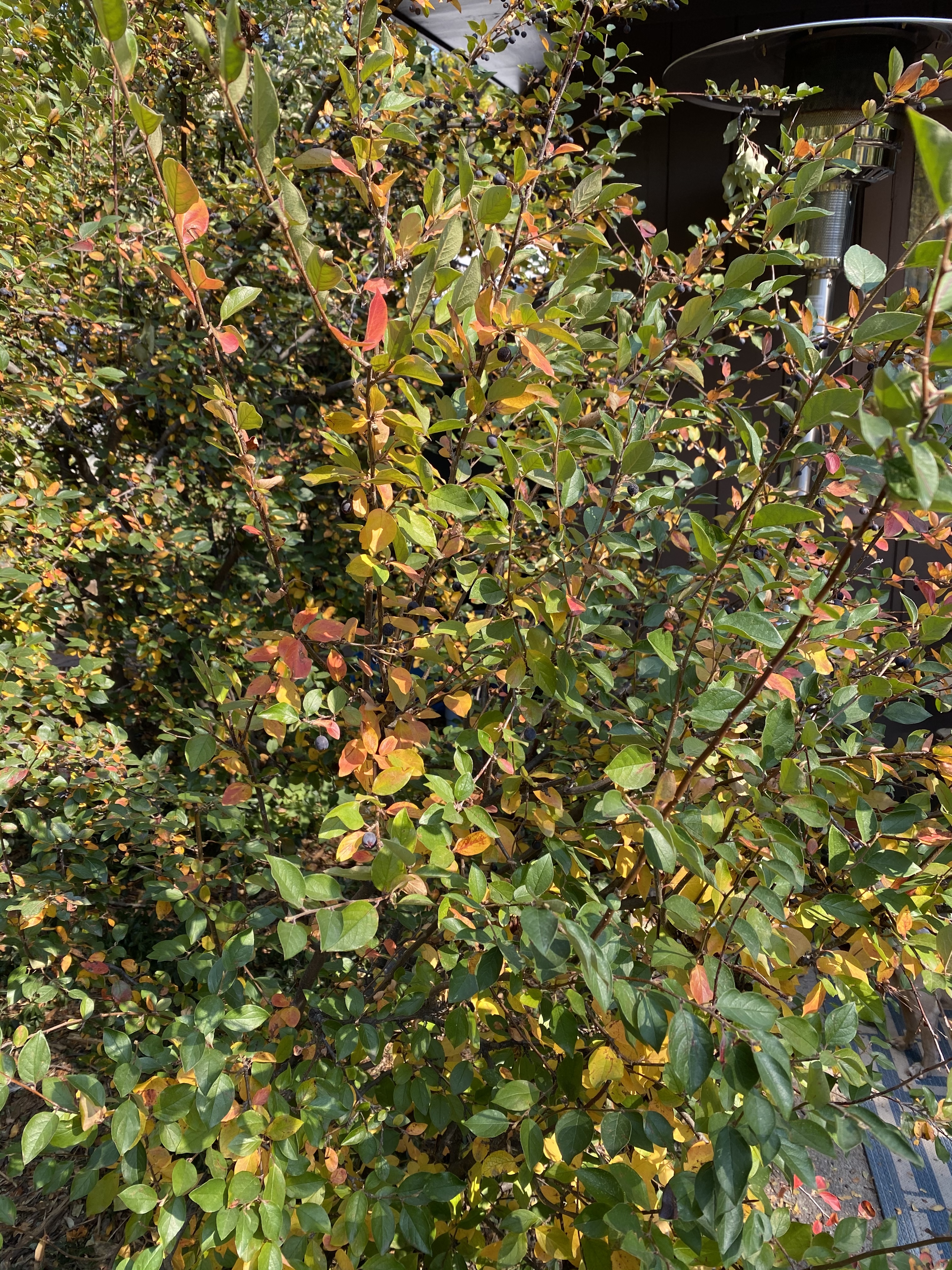 Are cotoneaster berries store poisonous to dogs