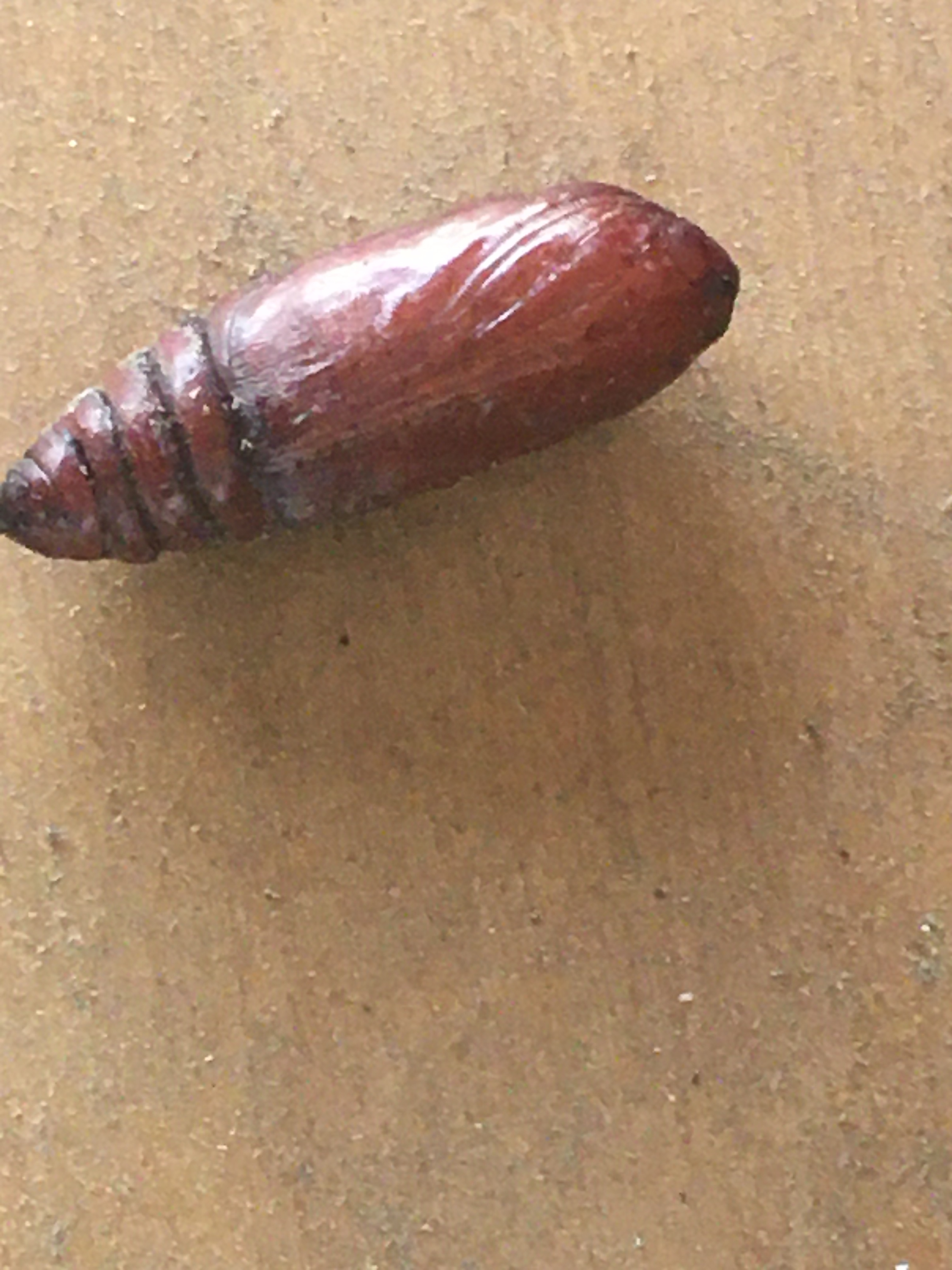 Chrysalis identification Ask Extension