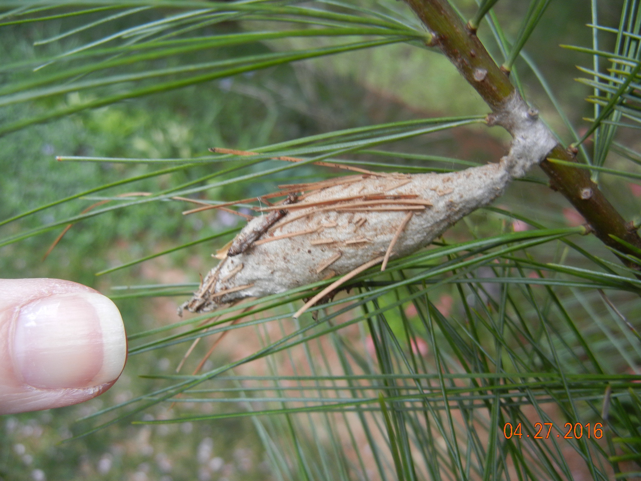 Odd gall cocoon on trees curious as to what might it be Ask