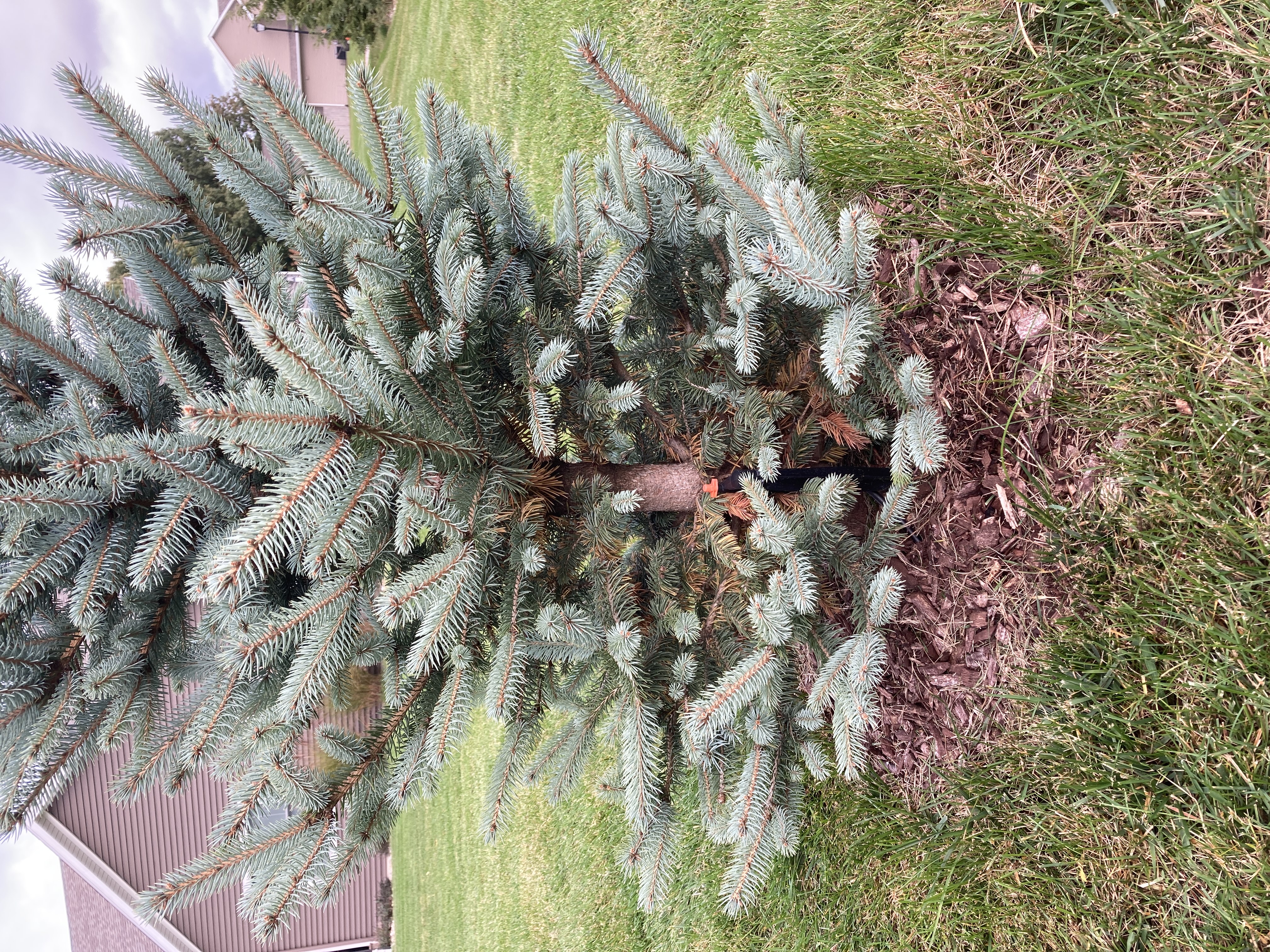 Fat Albert Blue Spruce - Ask Extension