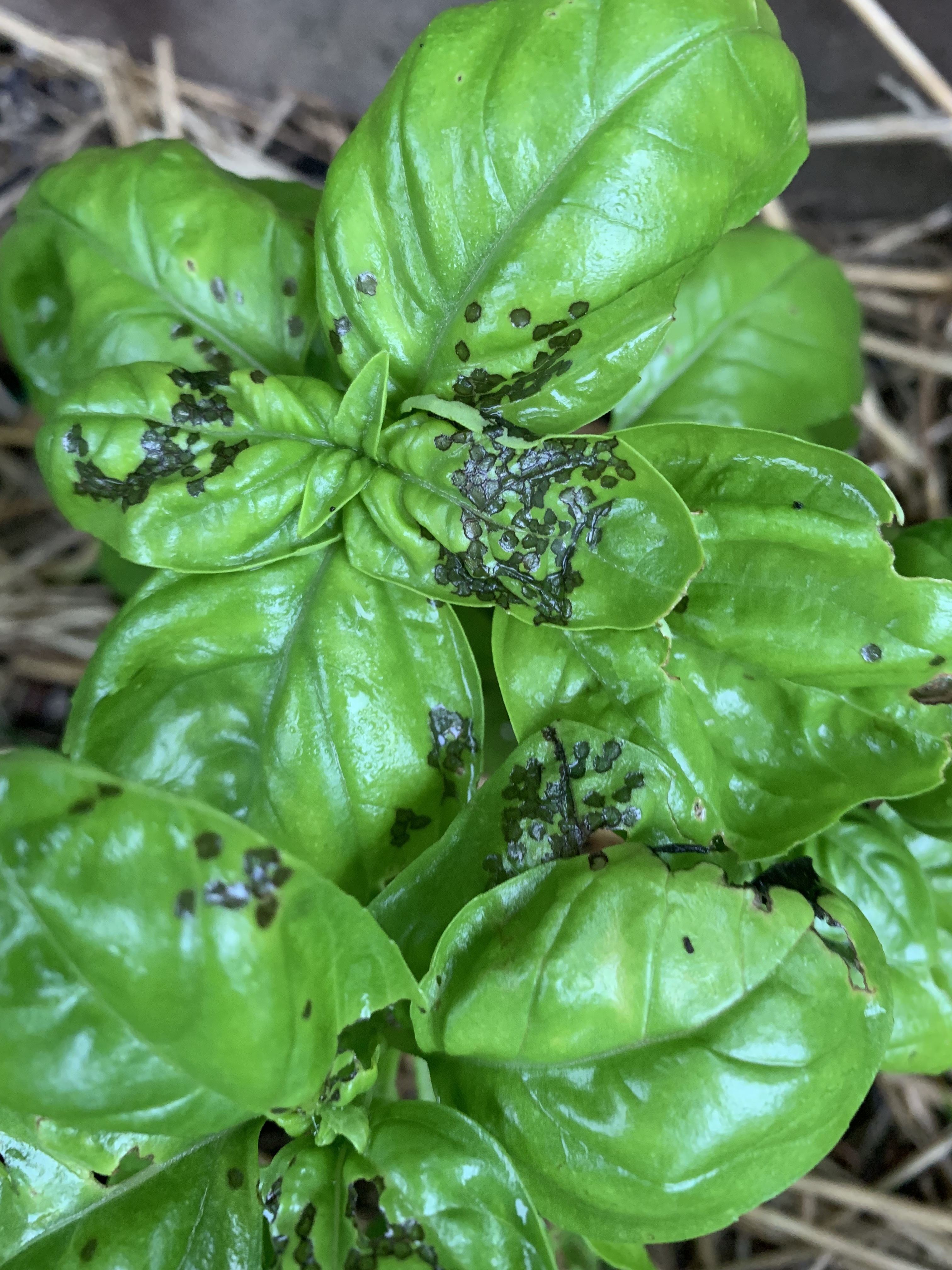 Black stuff on basil Ask Extension