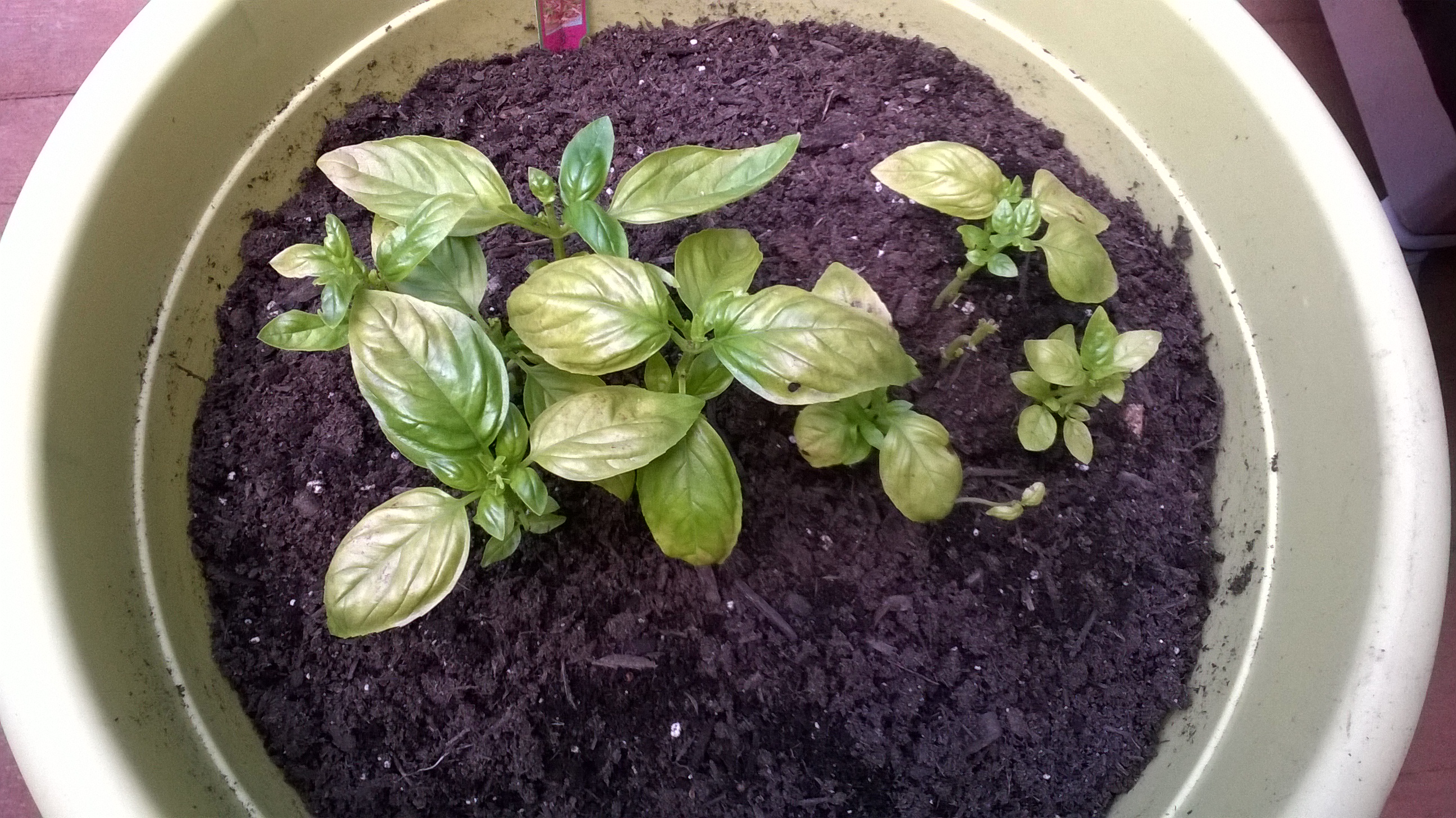 Yellow leaves and stunted basil plants Ask Extension