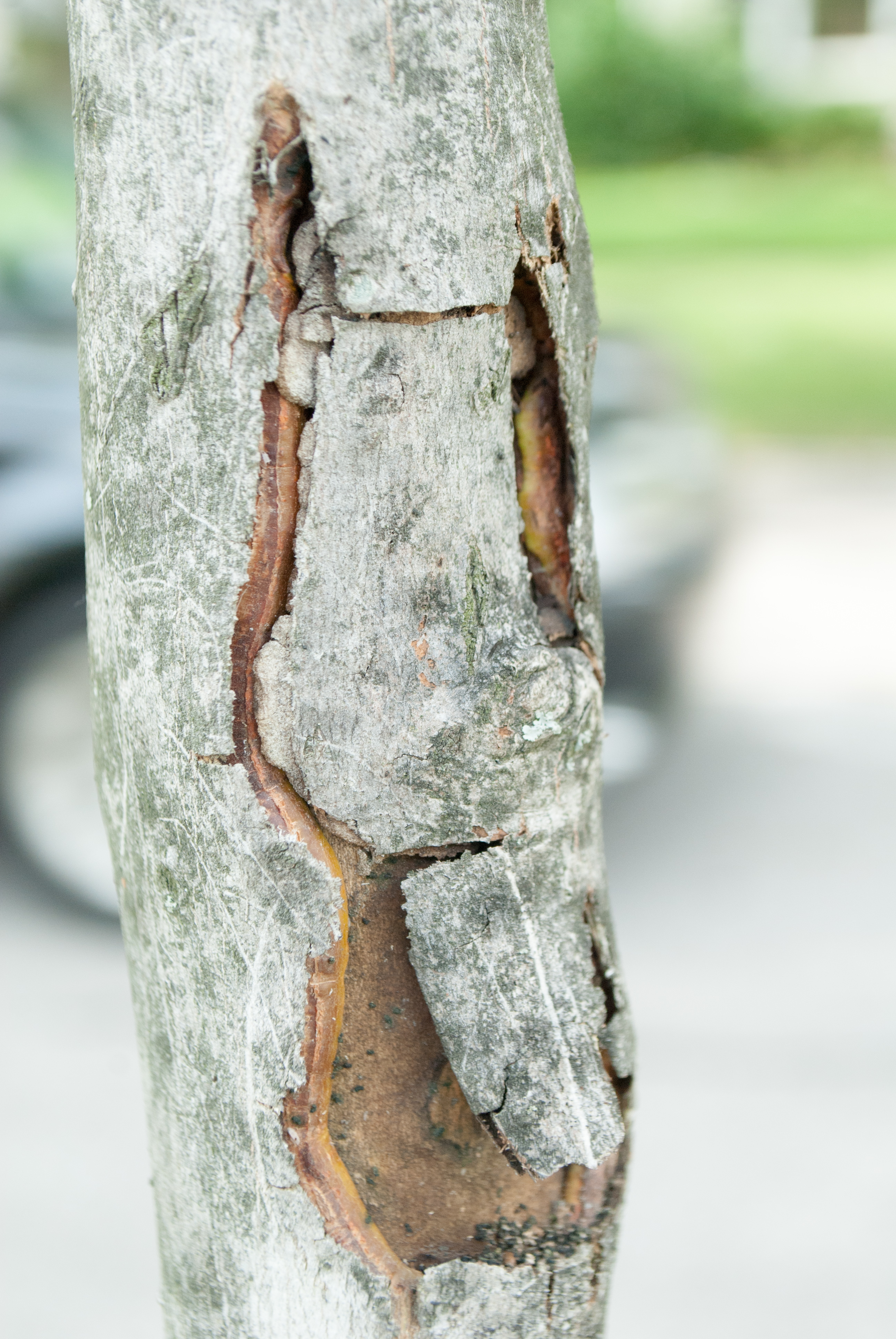 Peeling Tree Bark: Diseases & Other Causes of Bark Shedding