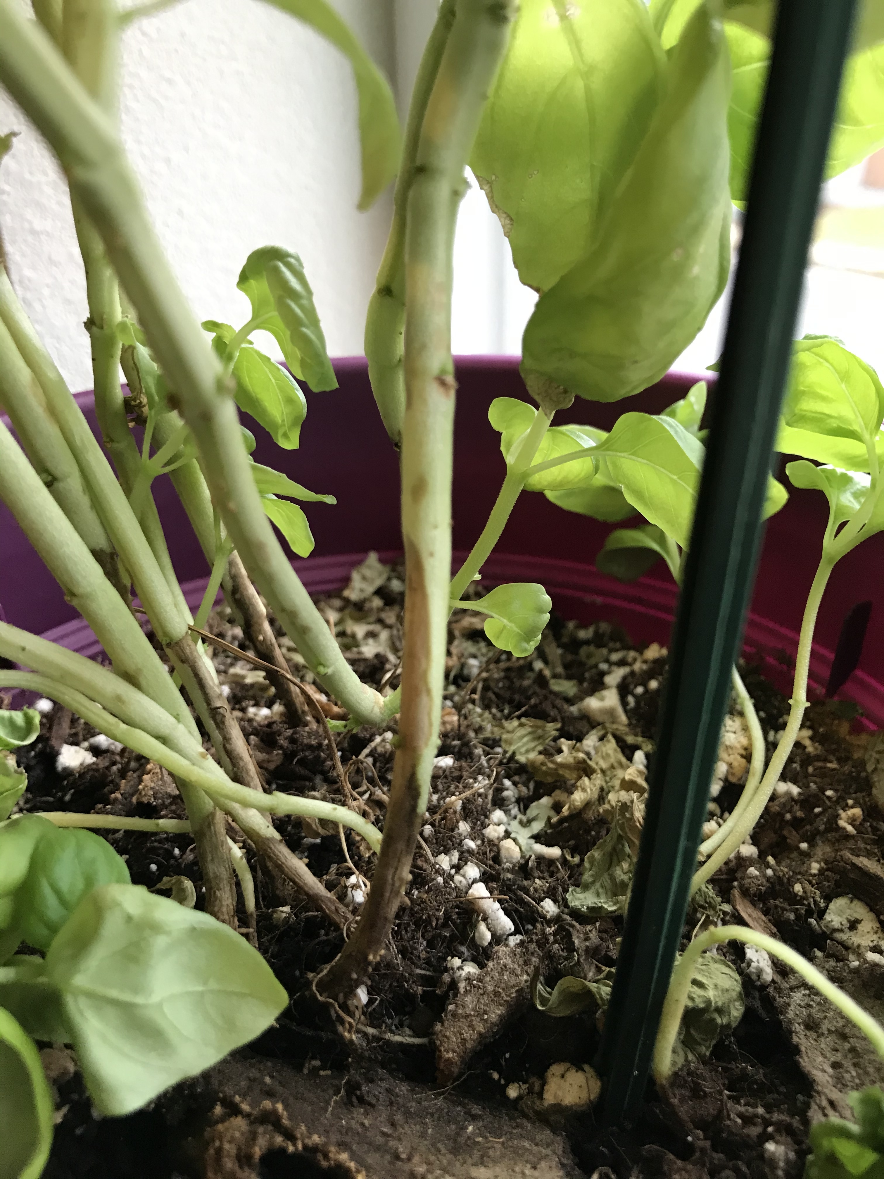 Is this basil root rot Ask Extension