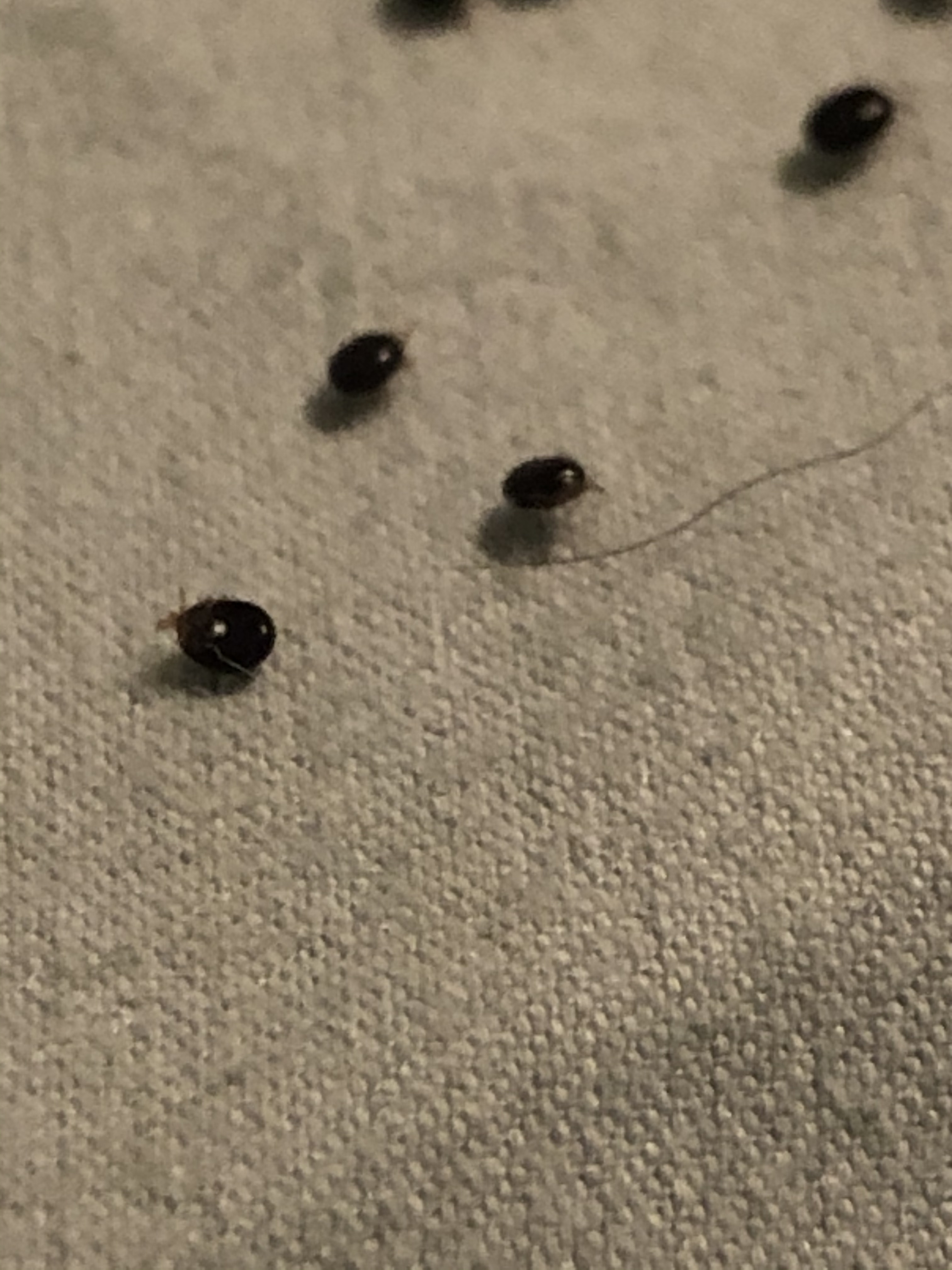 Little black bugs crawling on store my dog