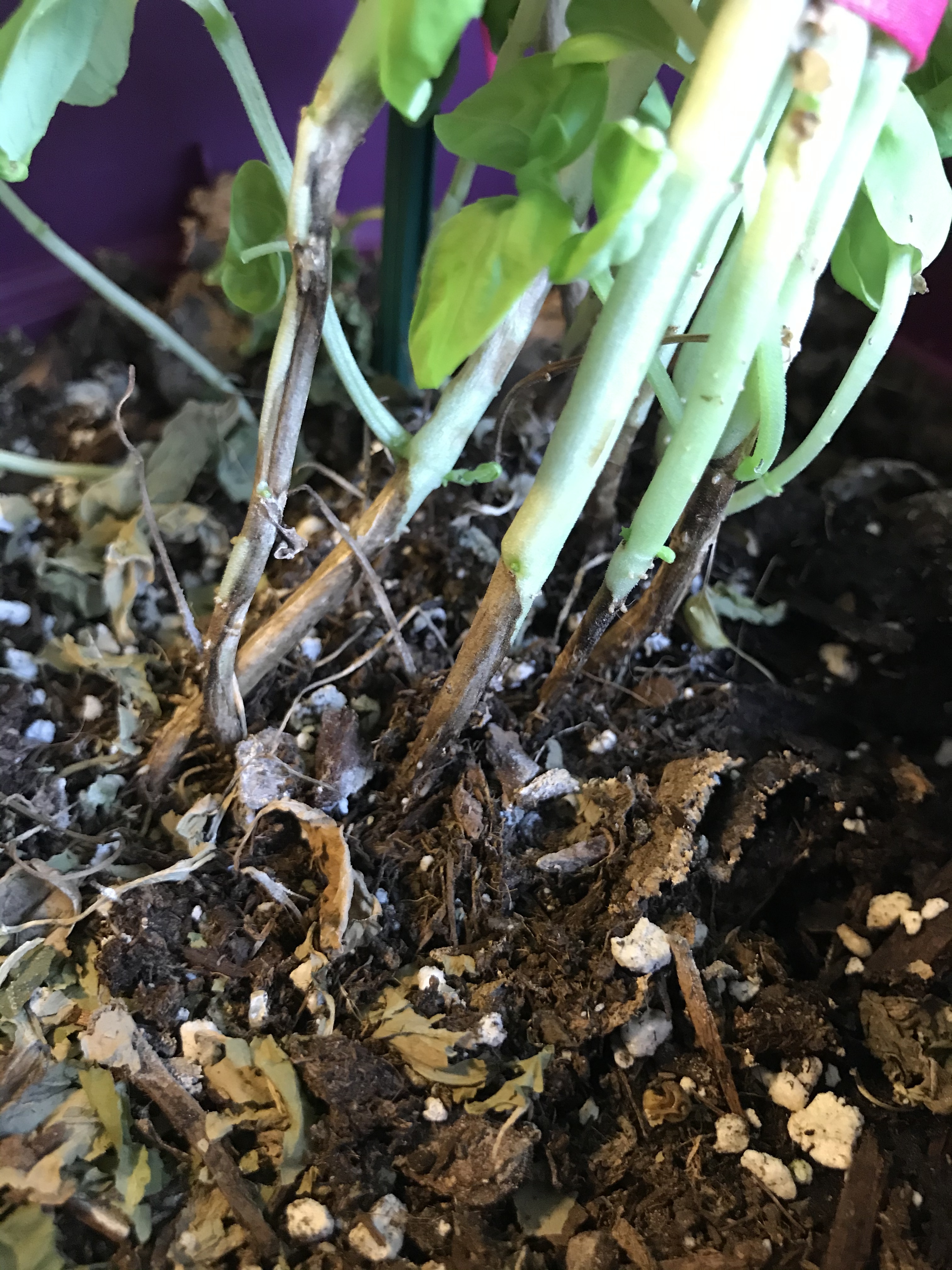 Is this basil root rot Ask Extension