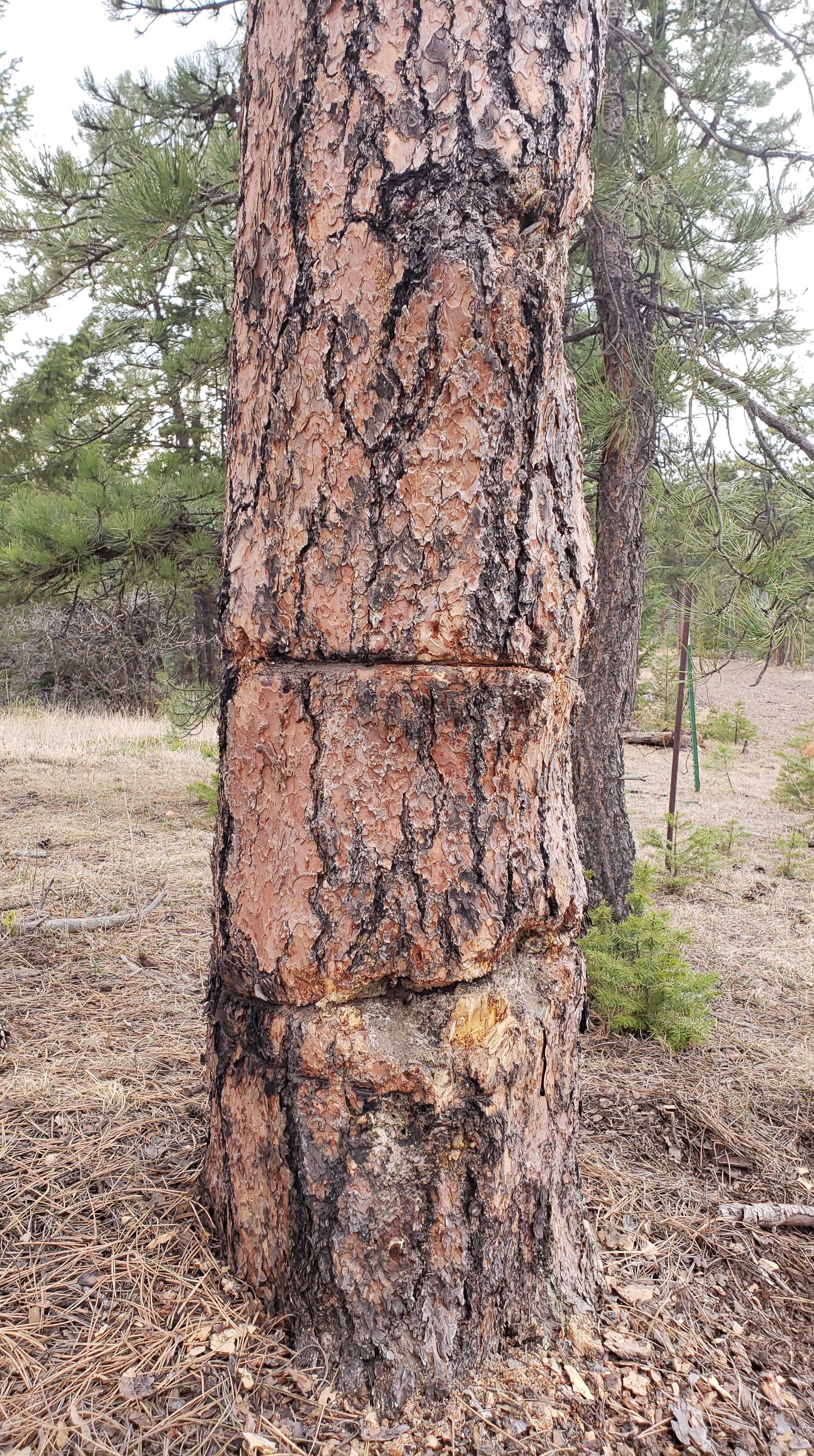 Barbed Wire embedded in Tree Bark. The bark has grown over the