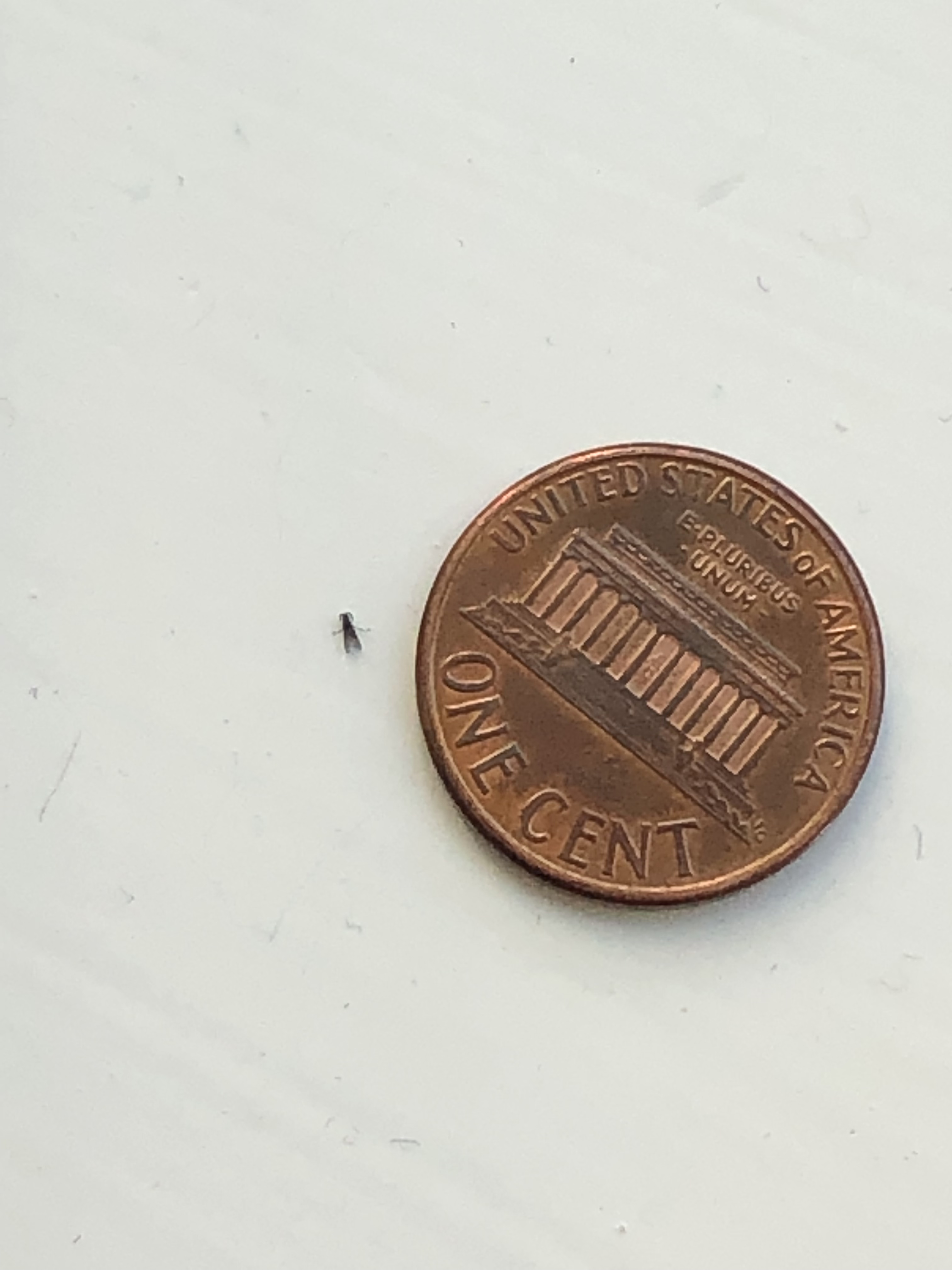 Tiny Black Bugs in House Near Window: How to Get Rid of Them