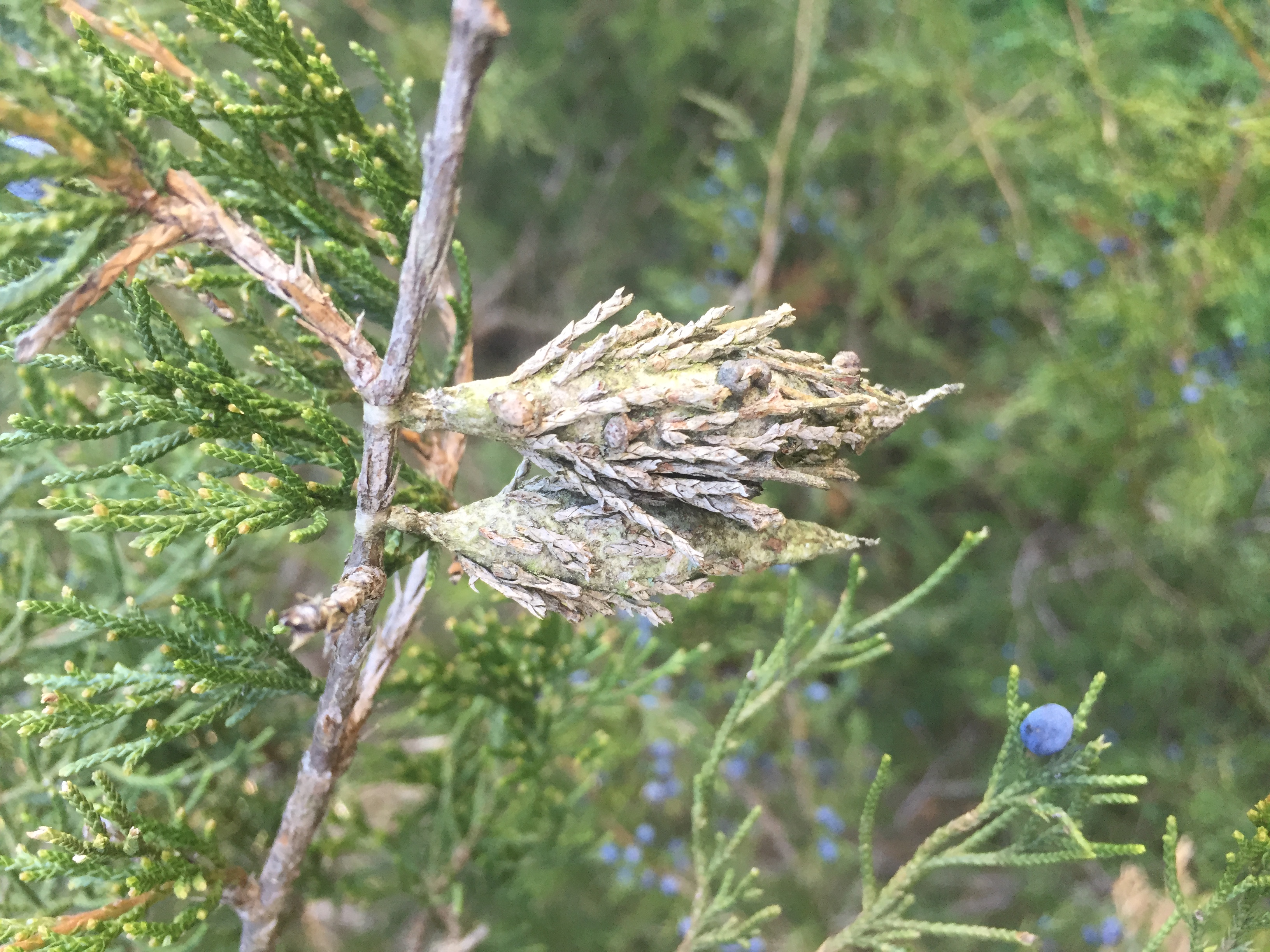 Cedar juniper apple fungus Ask Extension