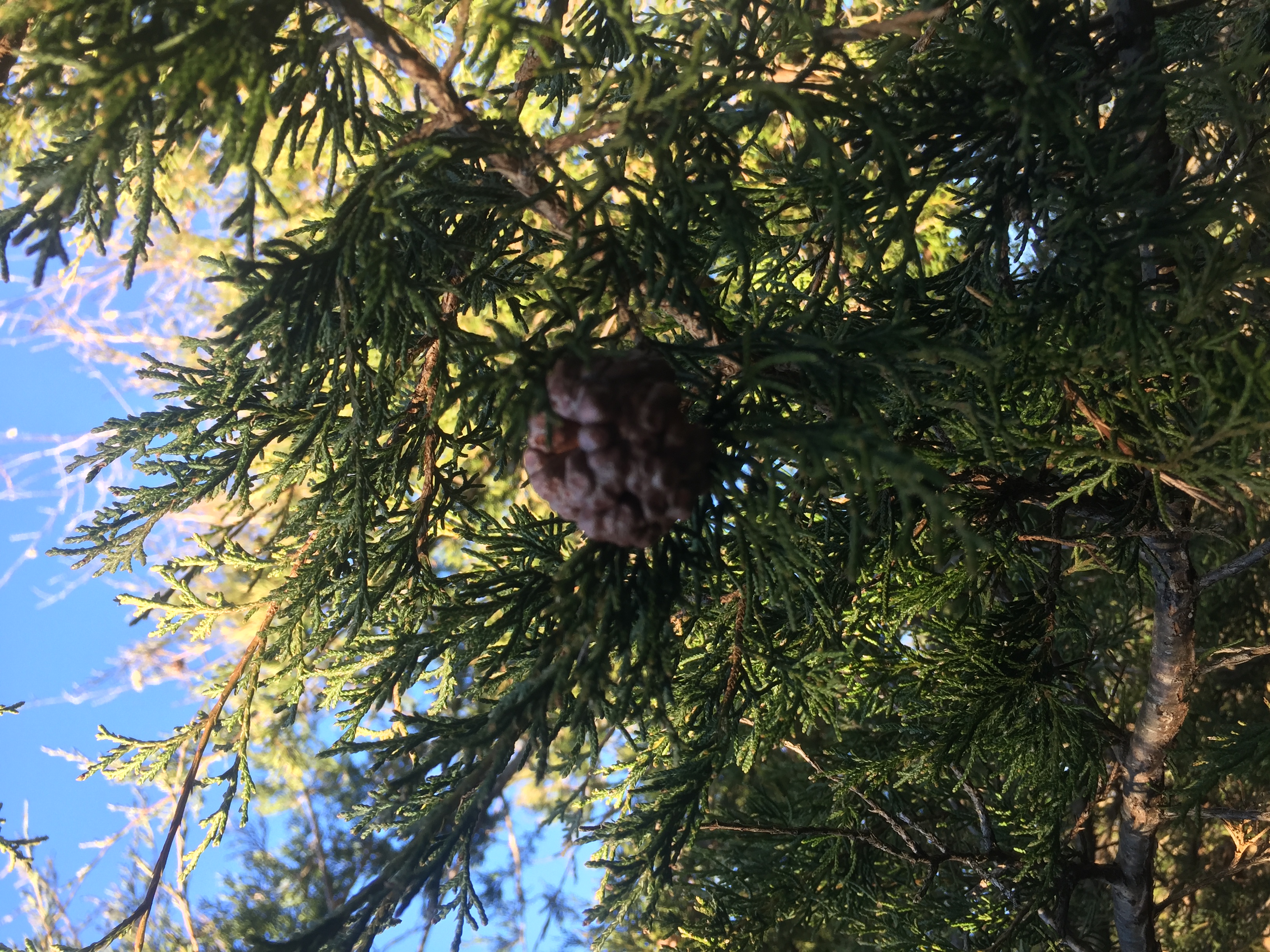 Cedar juniper apple fungus Ask Extension