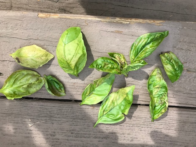 Basil leaves suddenly turning yellow brown and crinkling up Ask