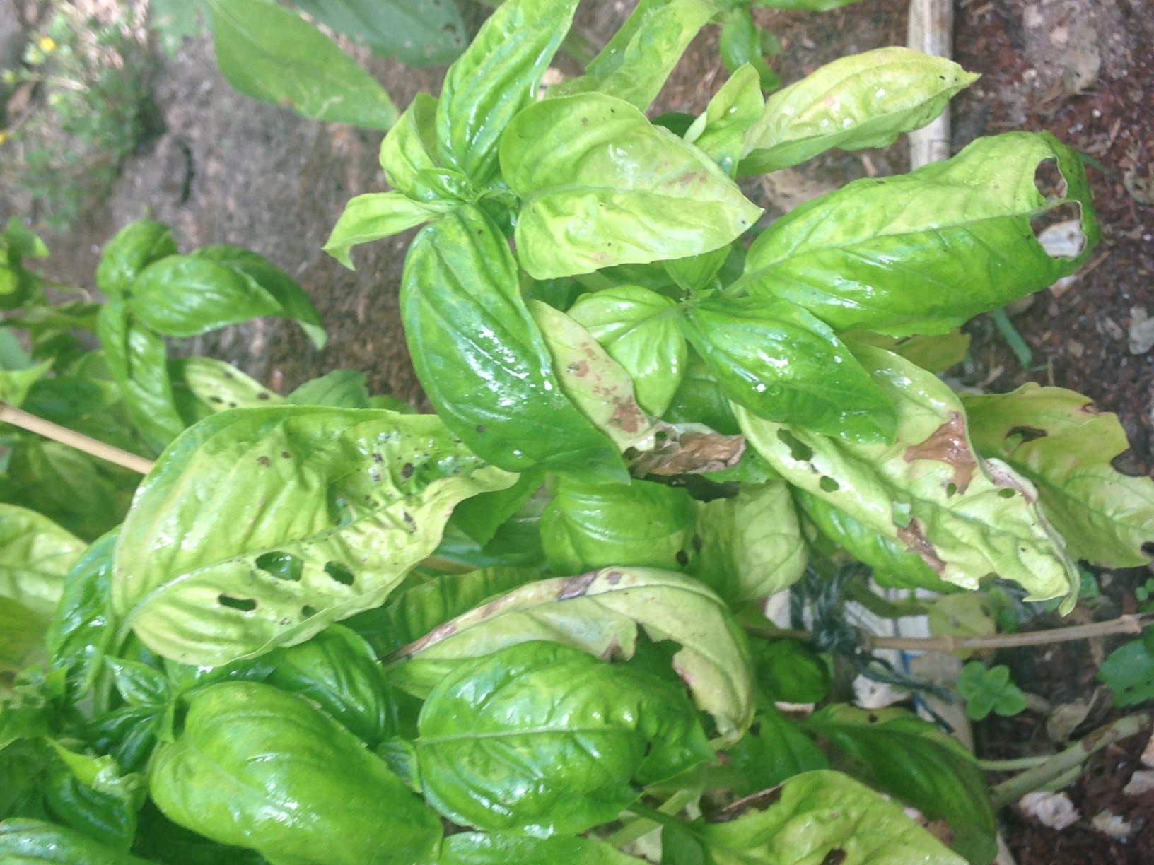 Please Help Me Figure Out What is Eating My Basil Ask Extension