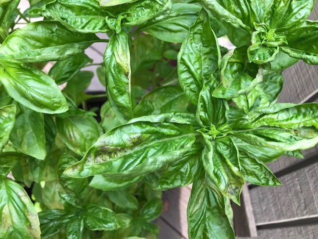 Basil leaves suddenly turning yellow brown and crinkling up Ask