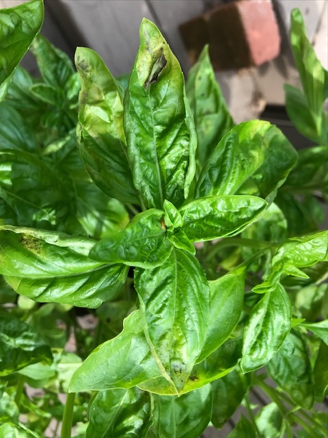 Basil leaves suddenly turning yellow brown and crinkling up Ask