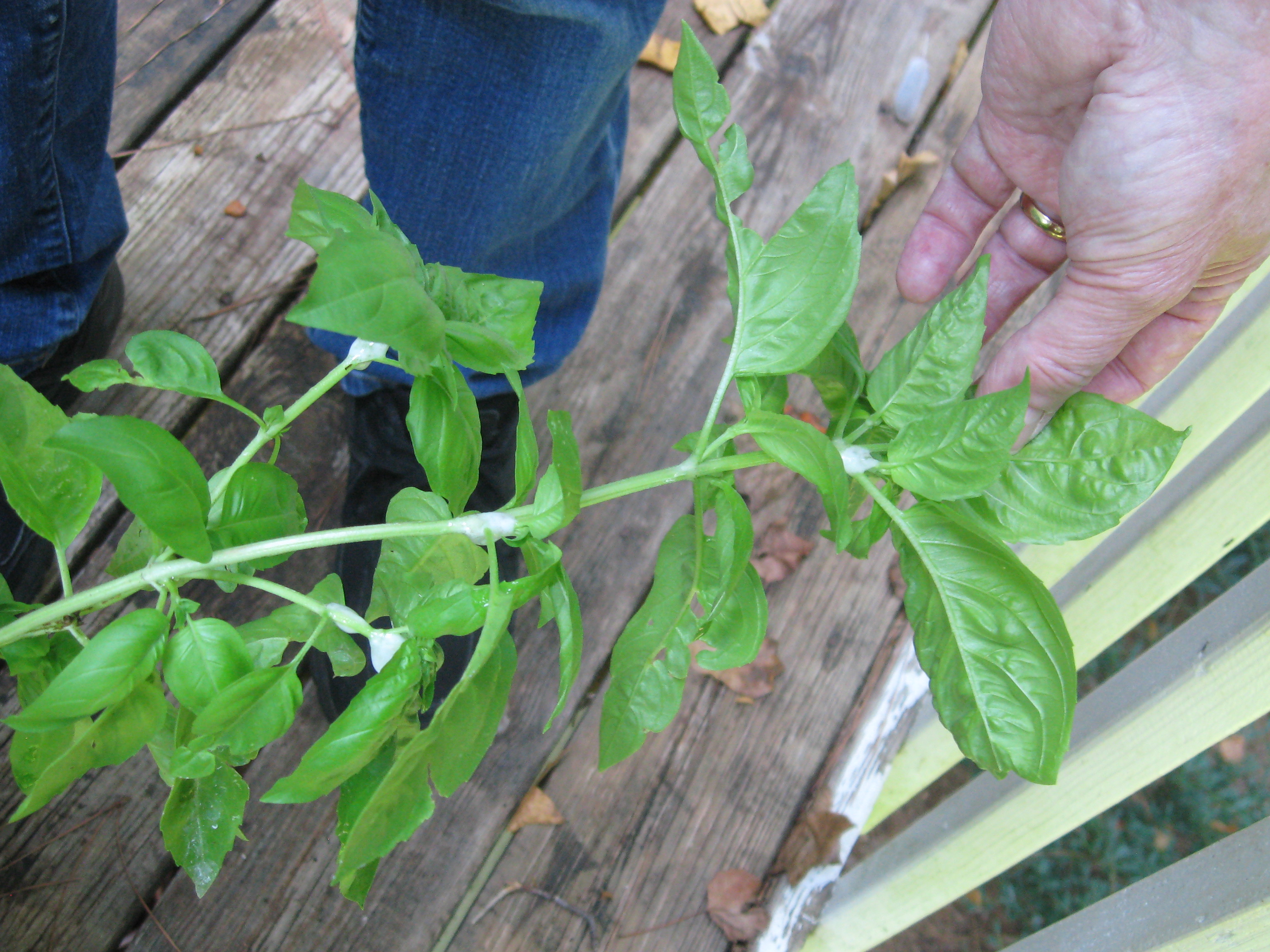 Weird white goo on outdoor potted basil plant Ask Extension