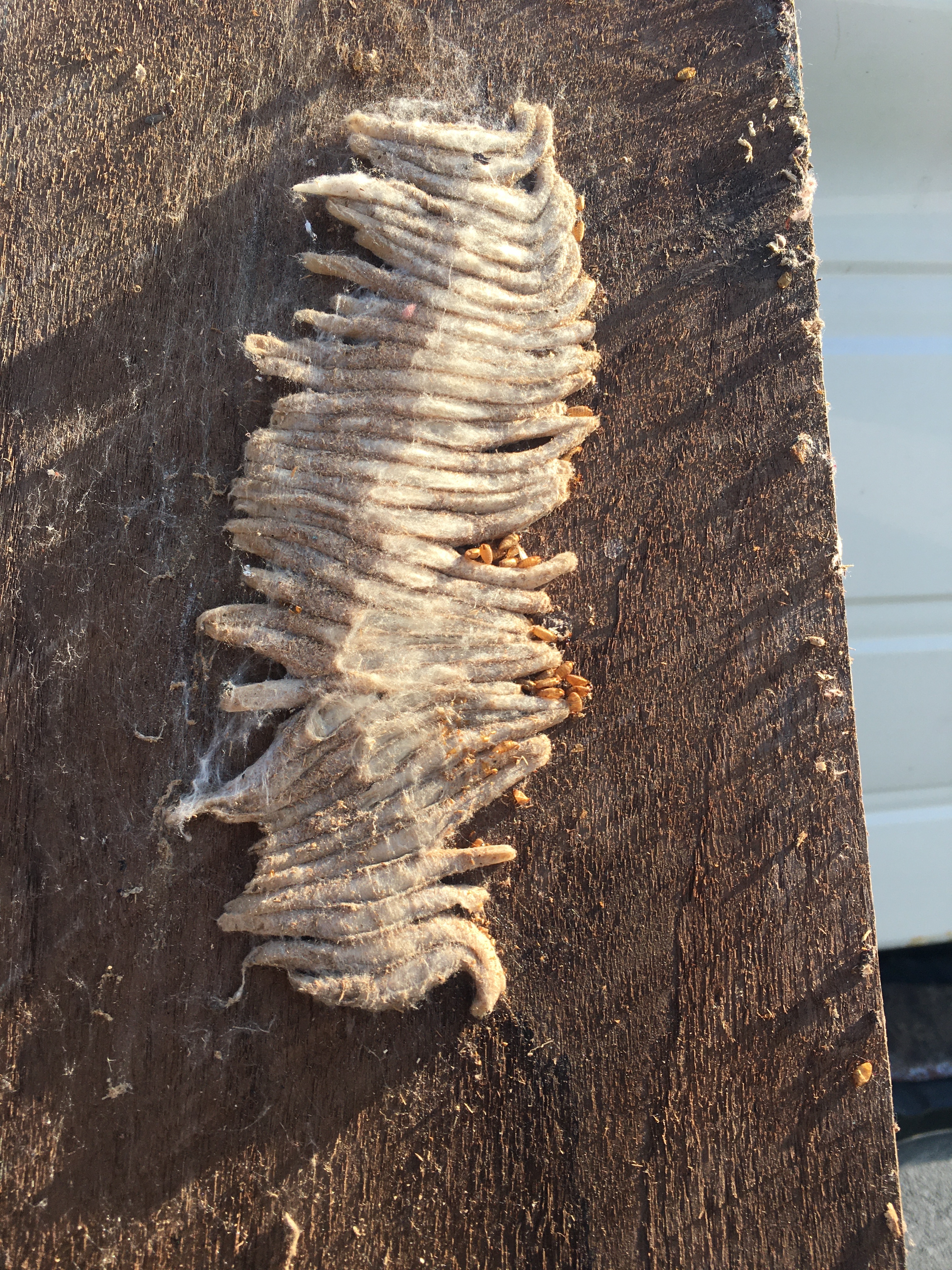 Insect cocoon on wood Ask Extension