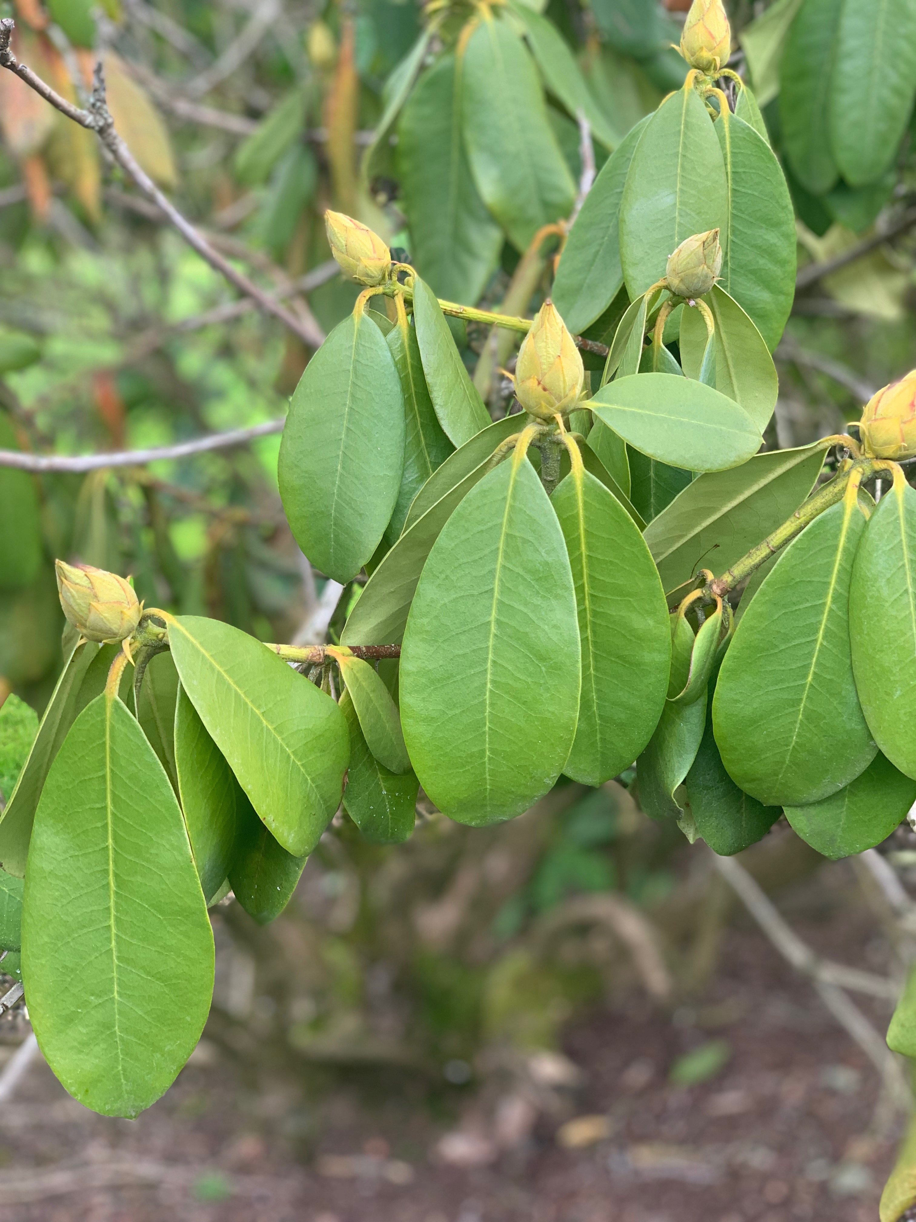 Half My Rhododendron Is Dead Or Dying - Ask Extension