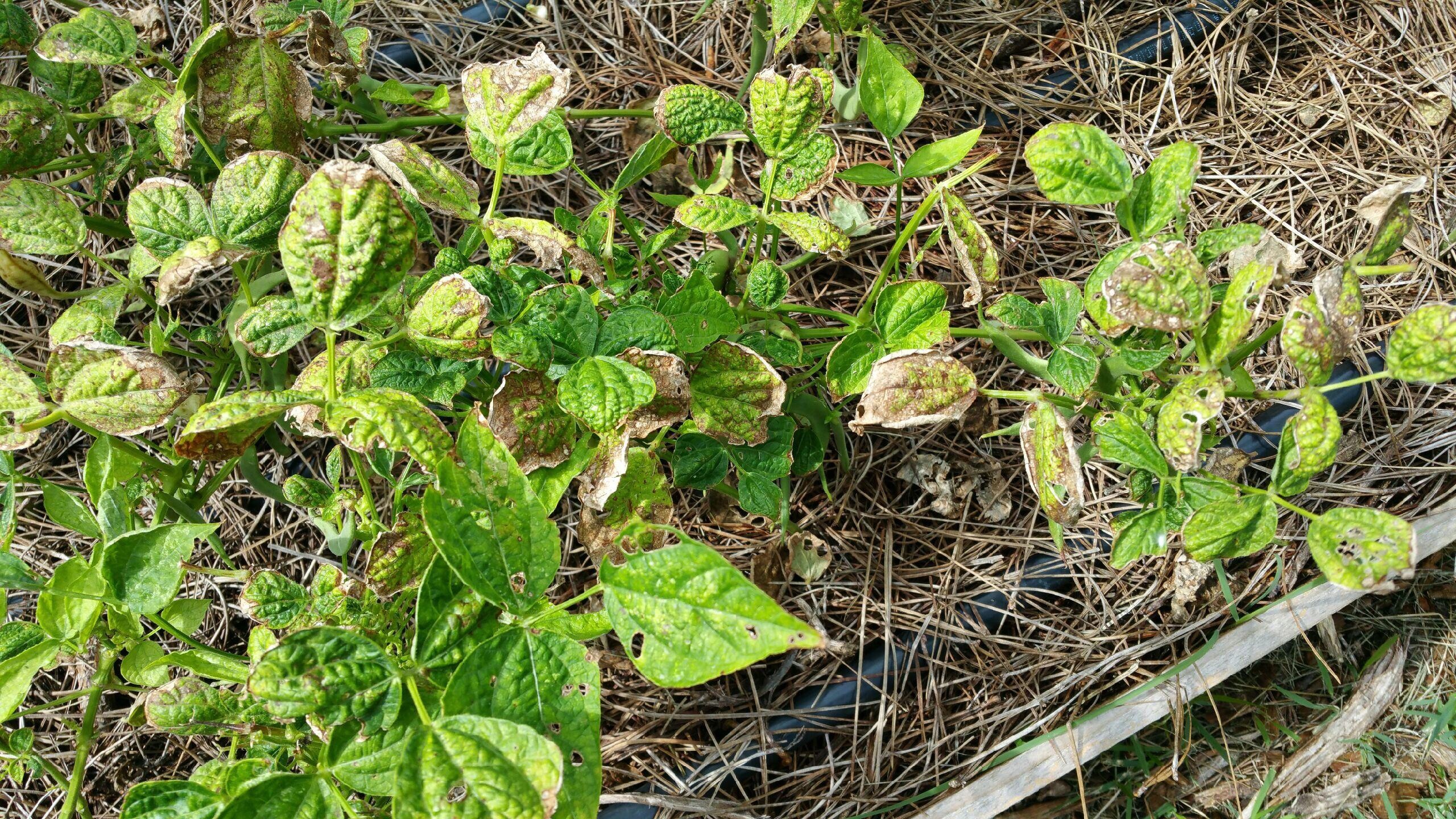 Green Bean Disease Ask Extension 2725