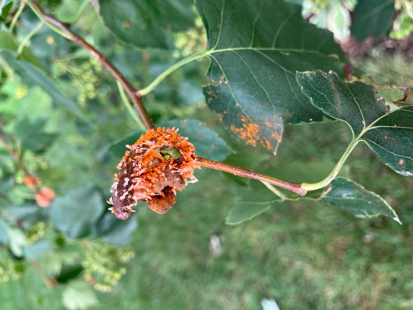 Hawthorn tree diseases - Ask Extension