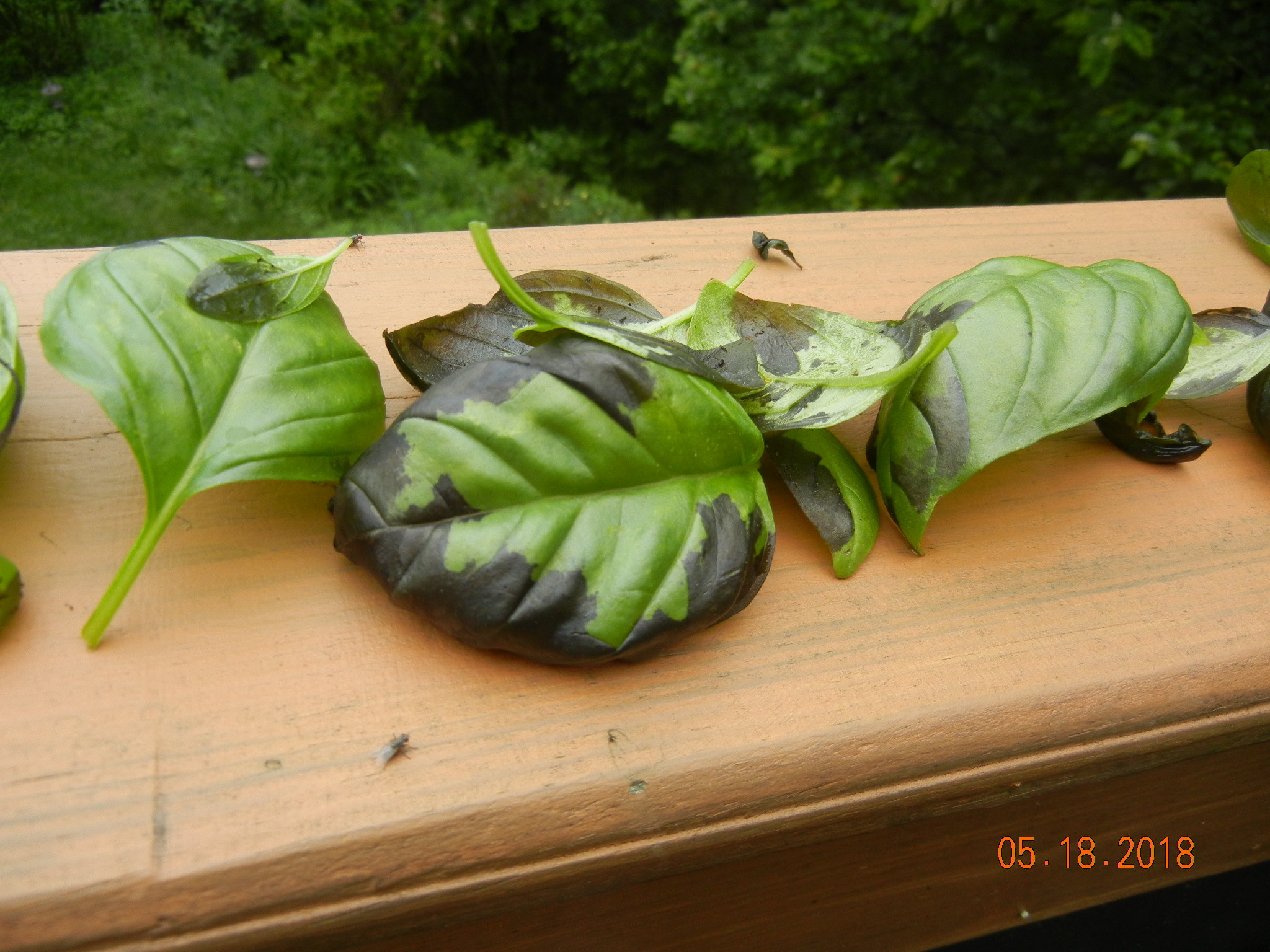 Basil Black spots on leaves Ask Extension