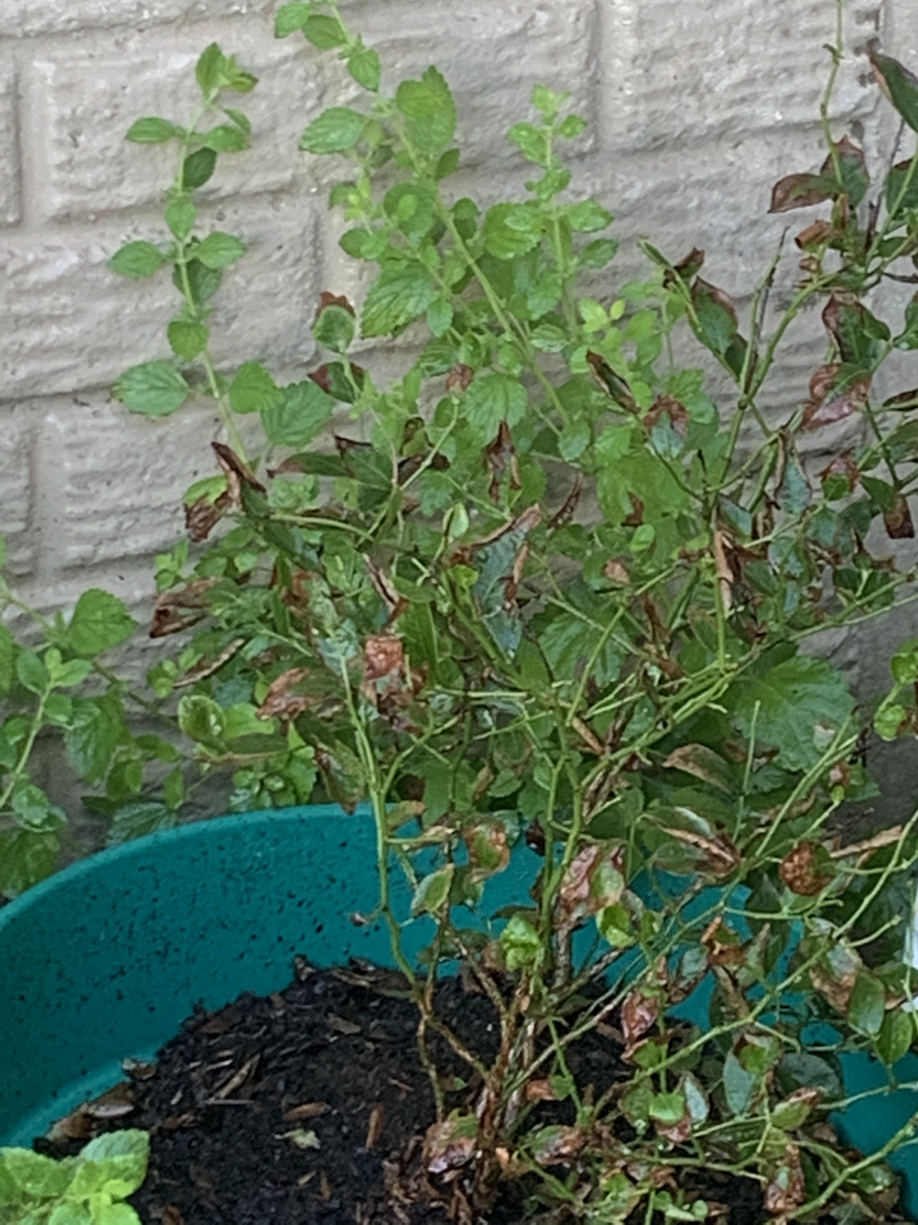 Why are my blueberry bushes leaves turning brown ? - Ask Extension