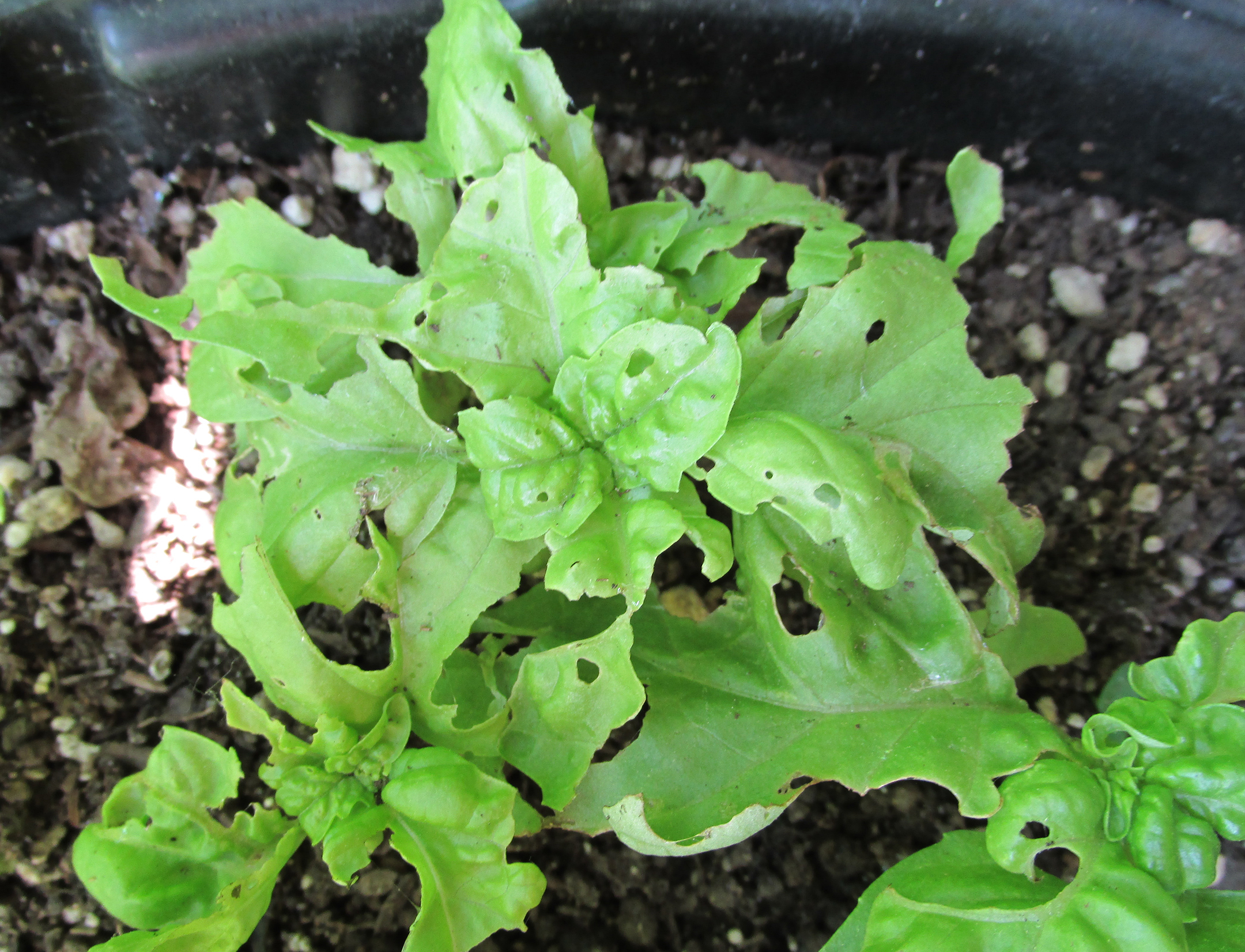 what pests eat basil Ask Extension