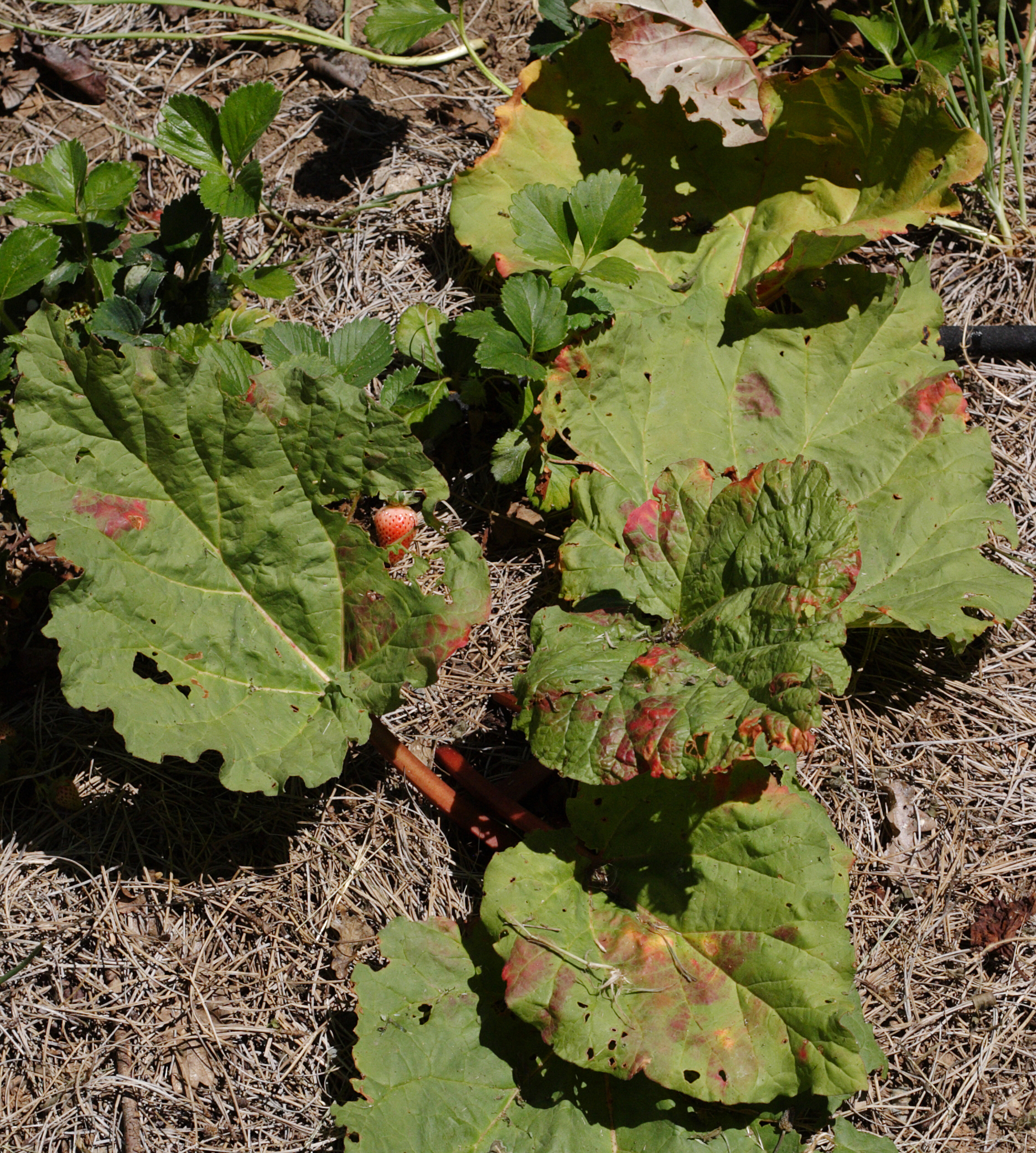 Why Doesn't my Rhubarb Turn Red