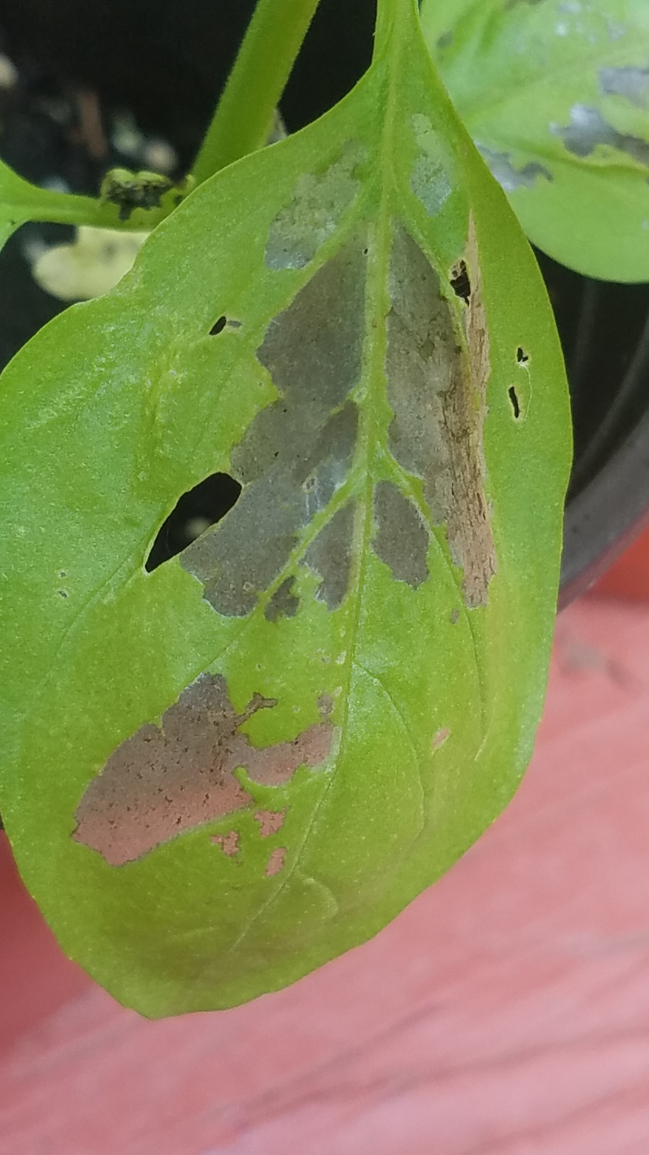 Why are my basil leaves turning transparent Ask Extension