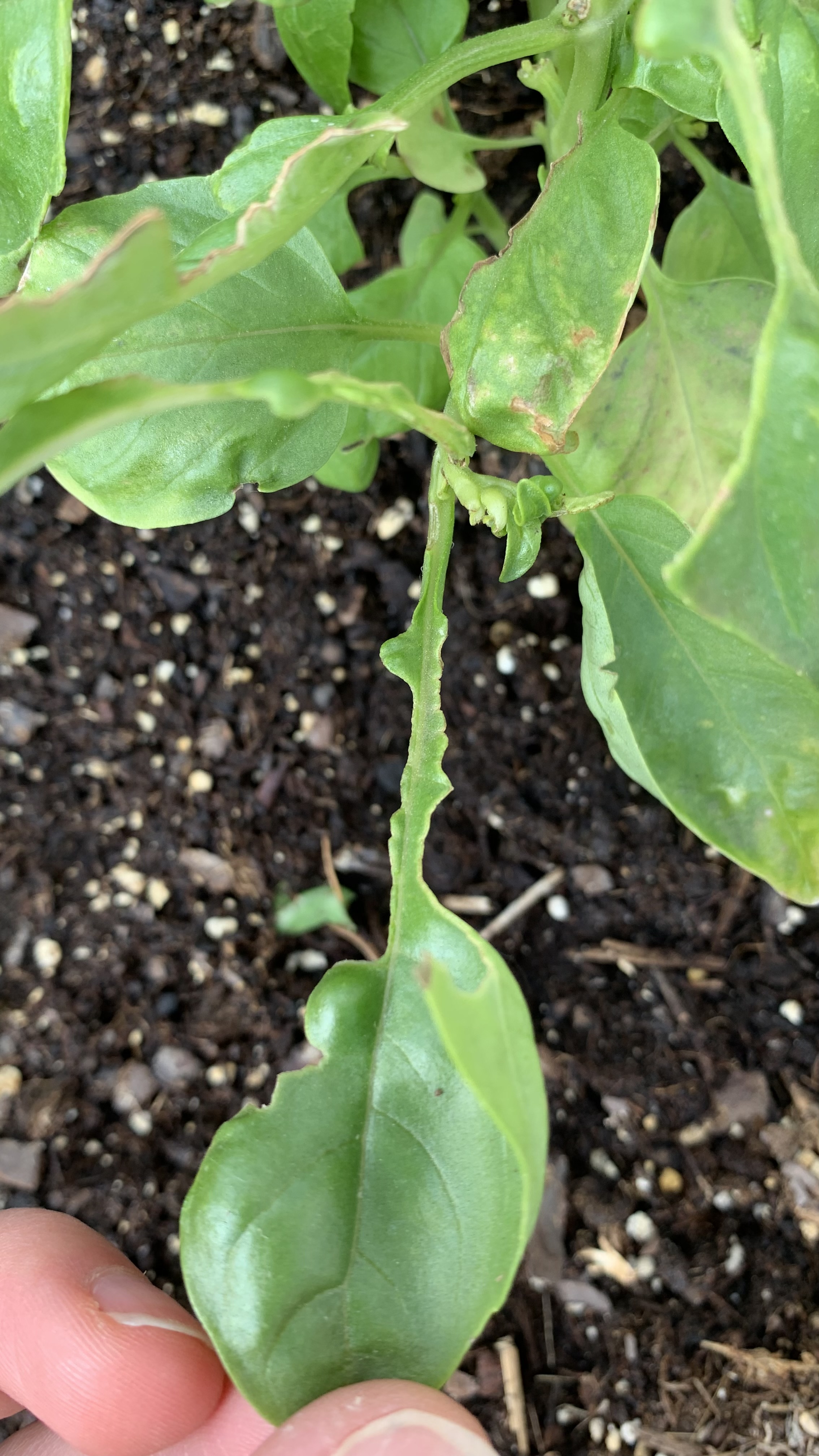 Something is Eatting my Basil Ask Extension