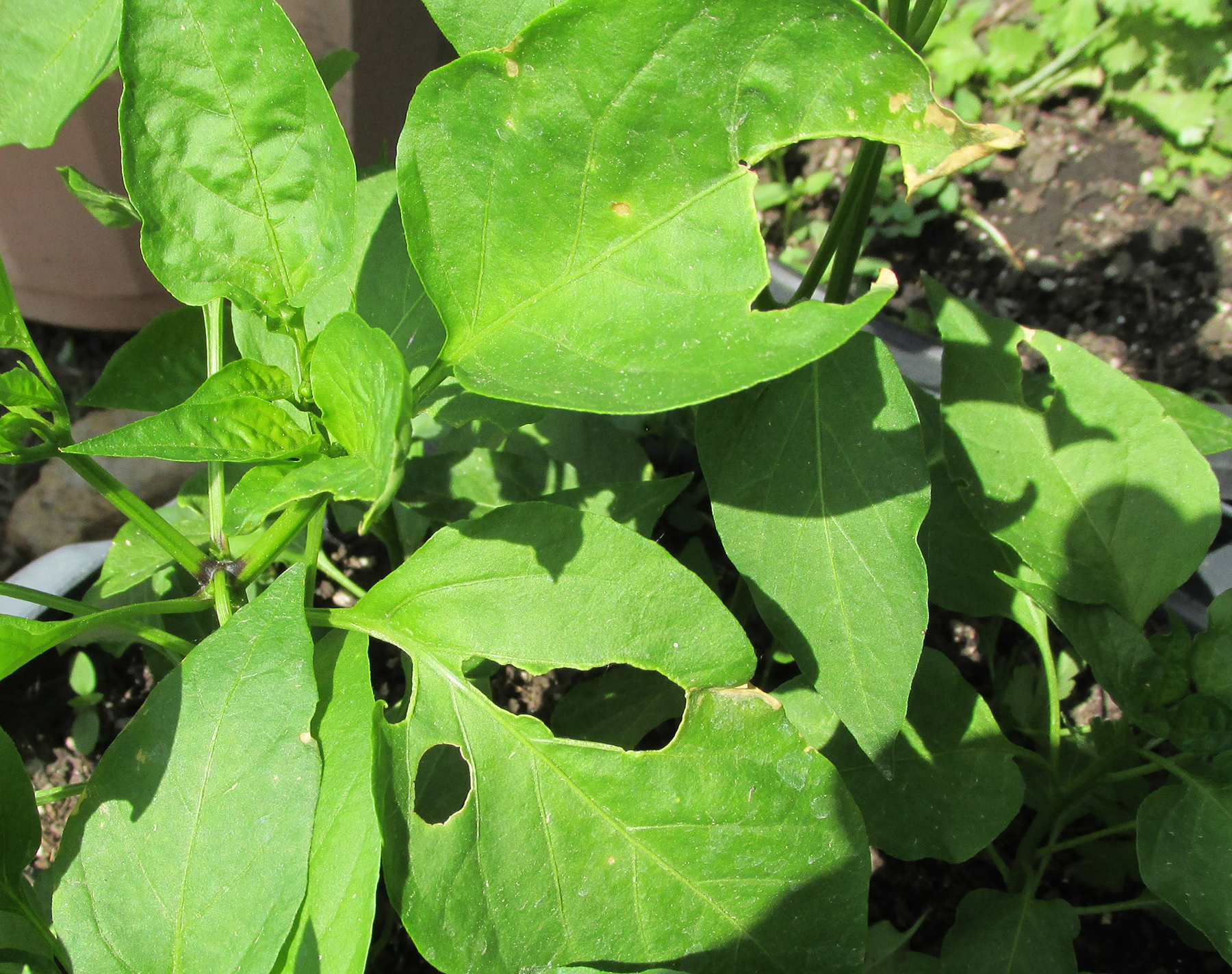 what pests eat basil Ask Extension