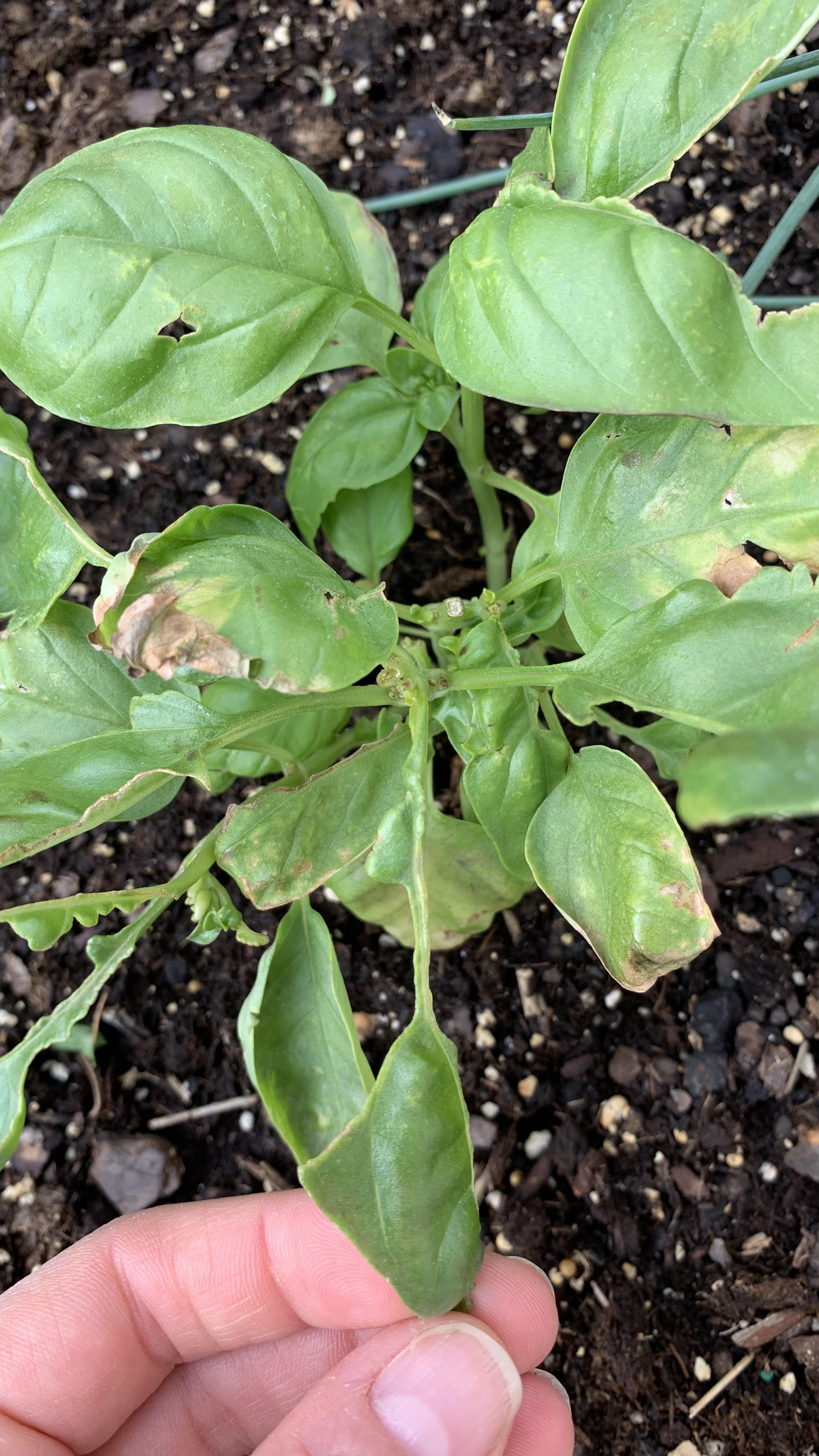 Something is Eatting my Basil Ask Extension