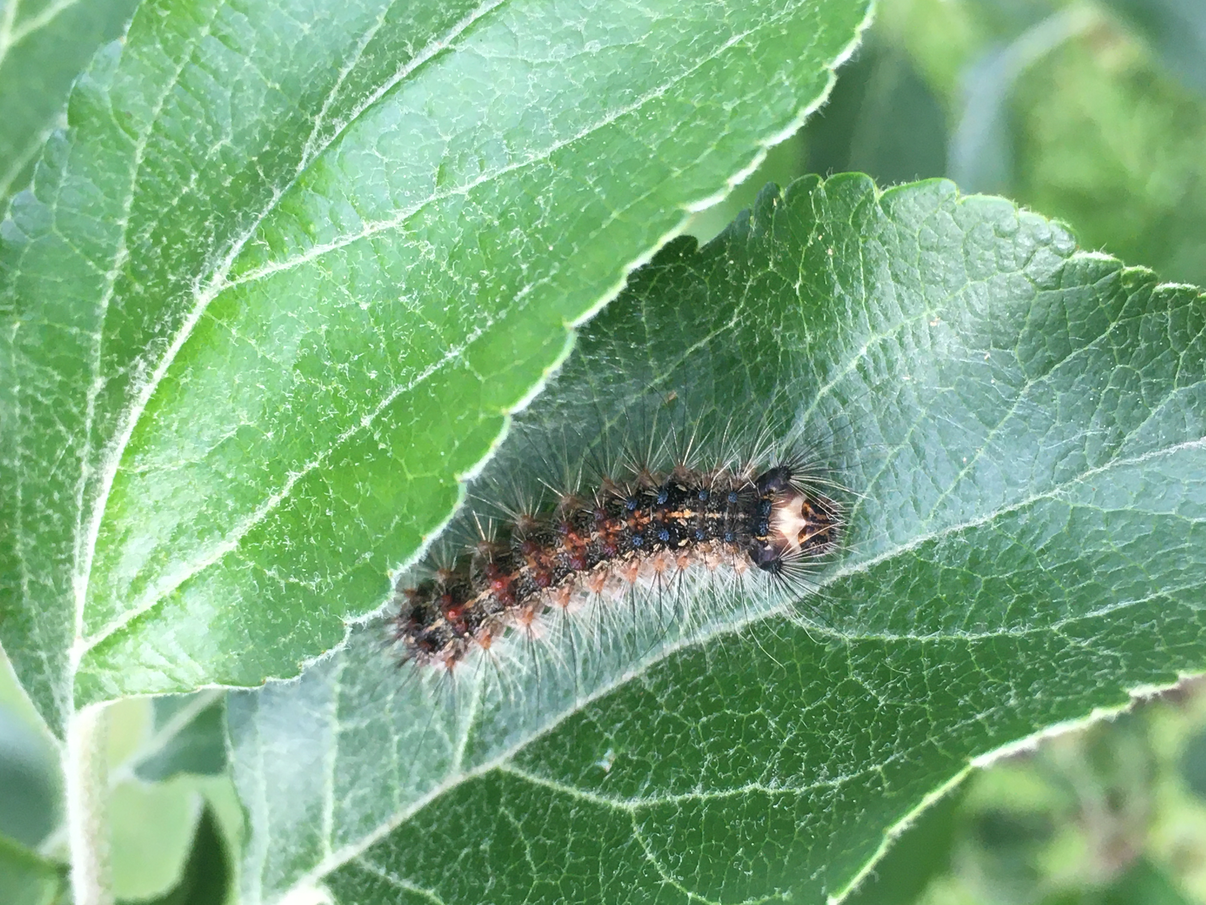 Caterpillars on apple trees Ask Extension