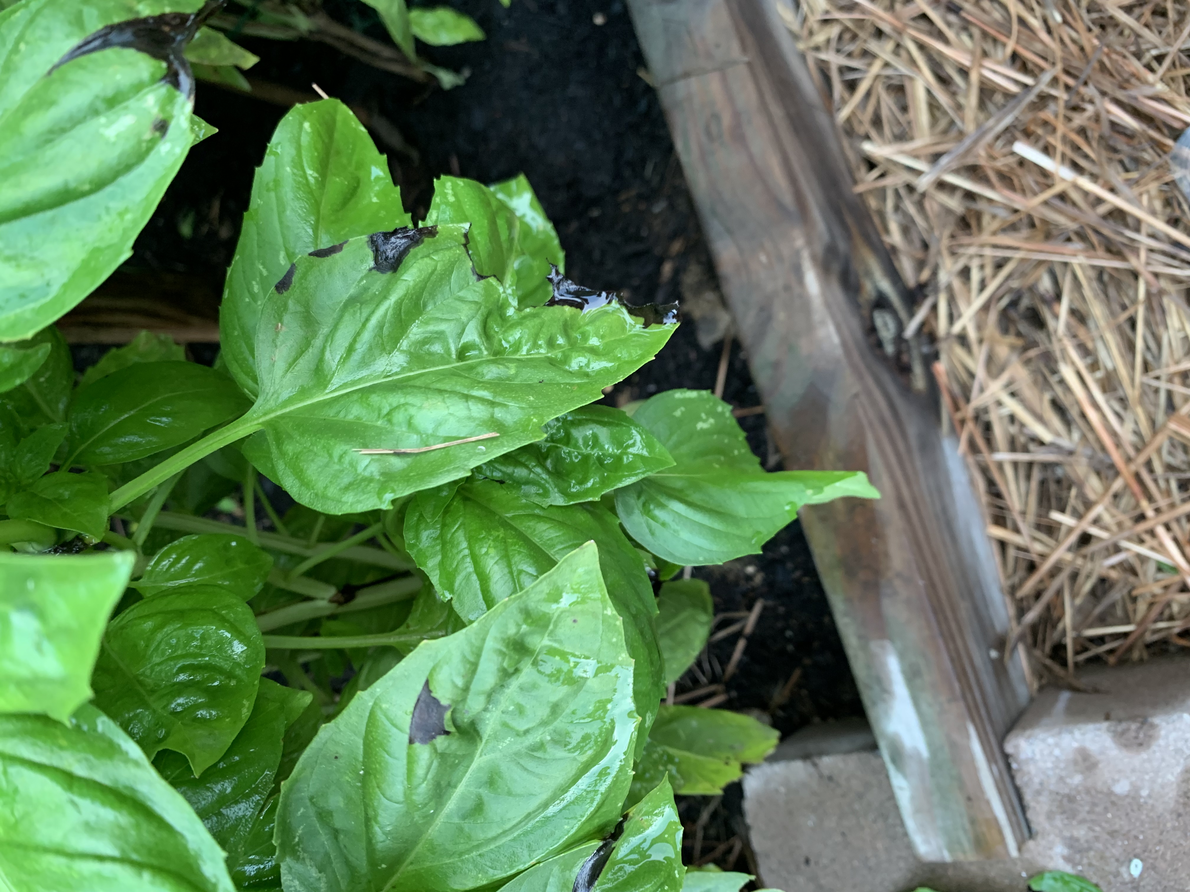 Brown black spots on basil leaves Ask Extension