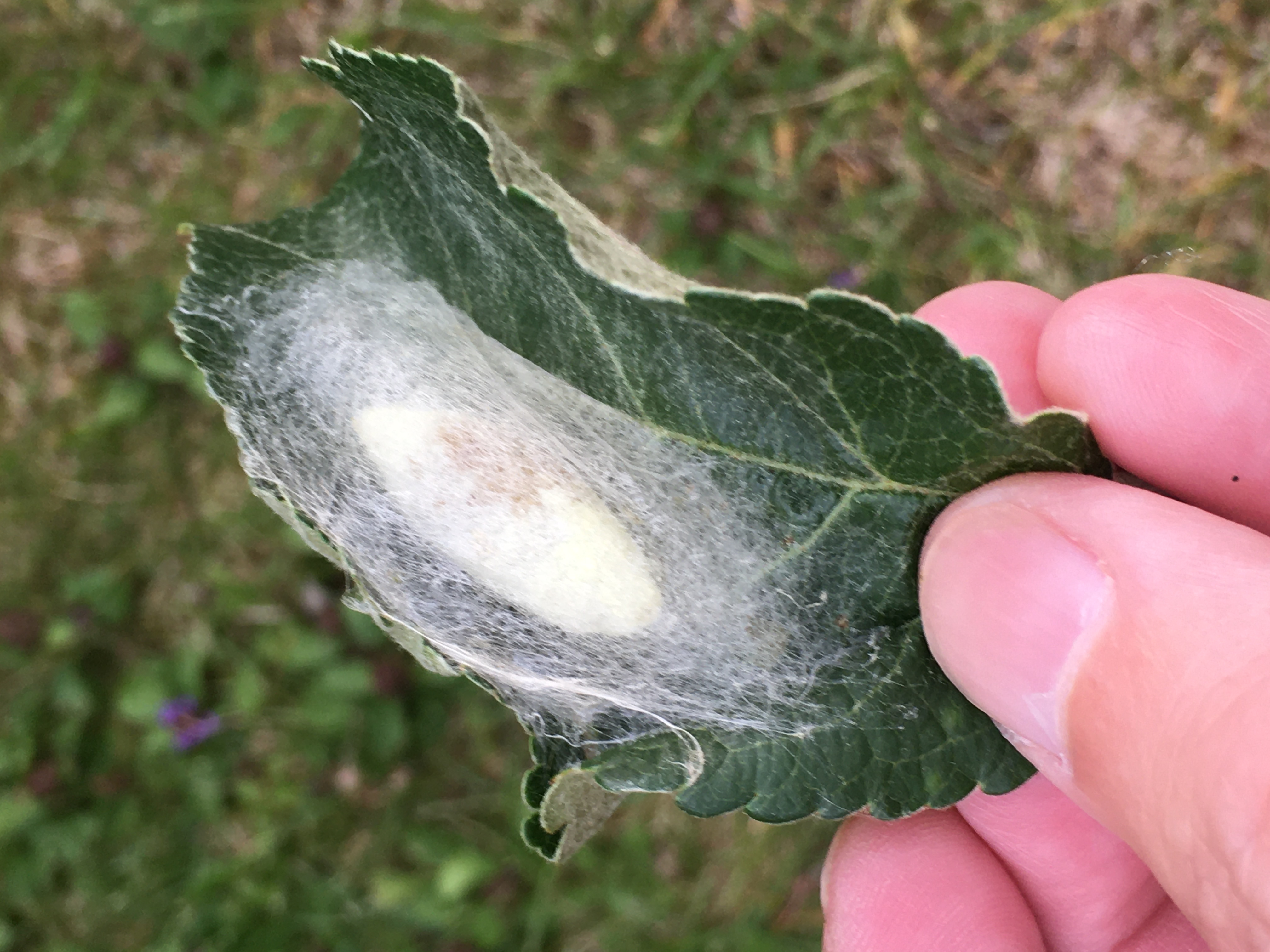 Caterpillars on apple trees Ask Extension