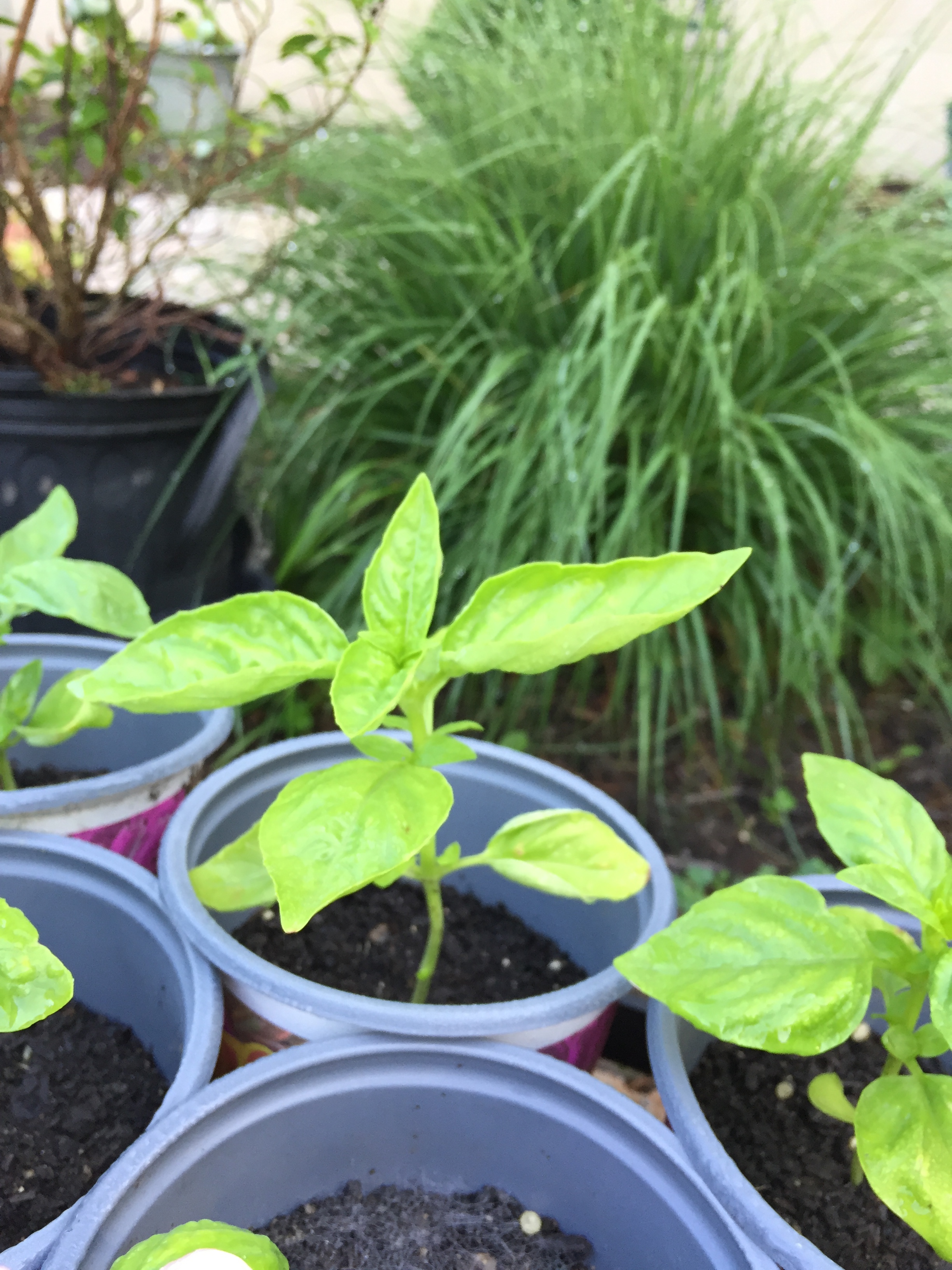 Basil leaves constricting Ask Extension