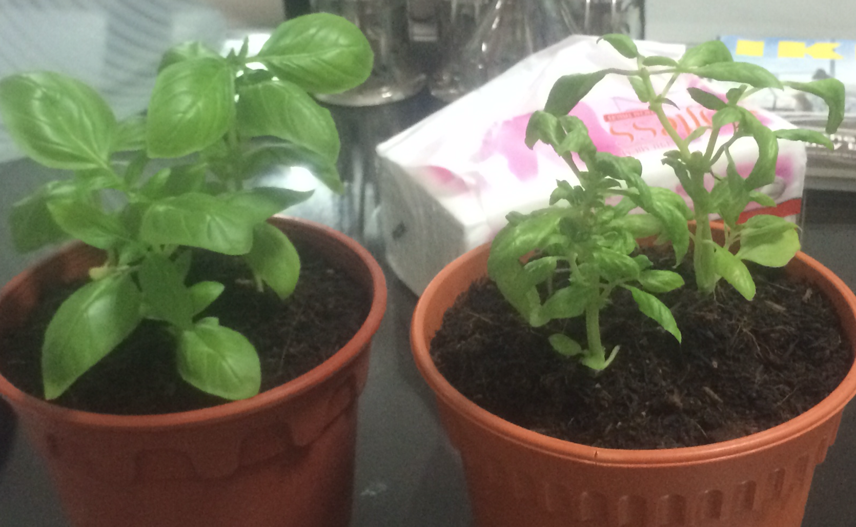 How to avoid Wrinkled and small leave basil plant Ask Extension