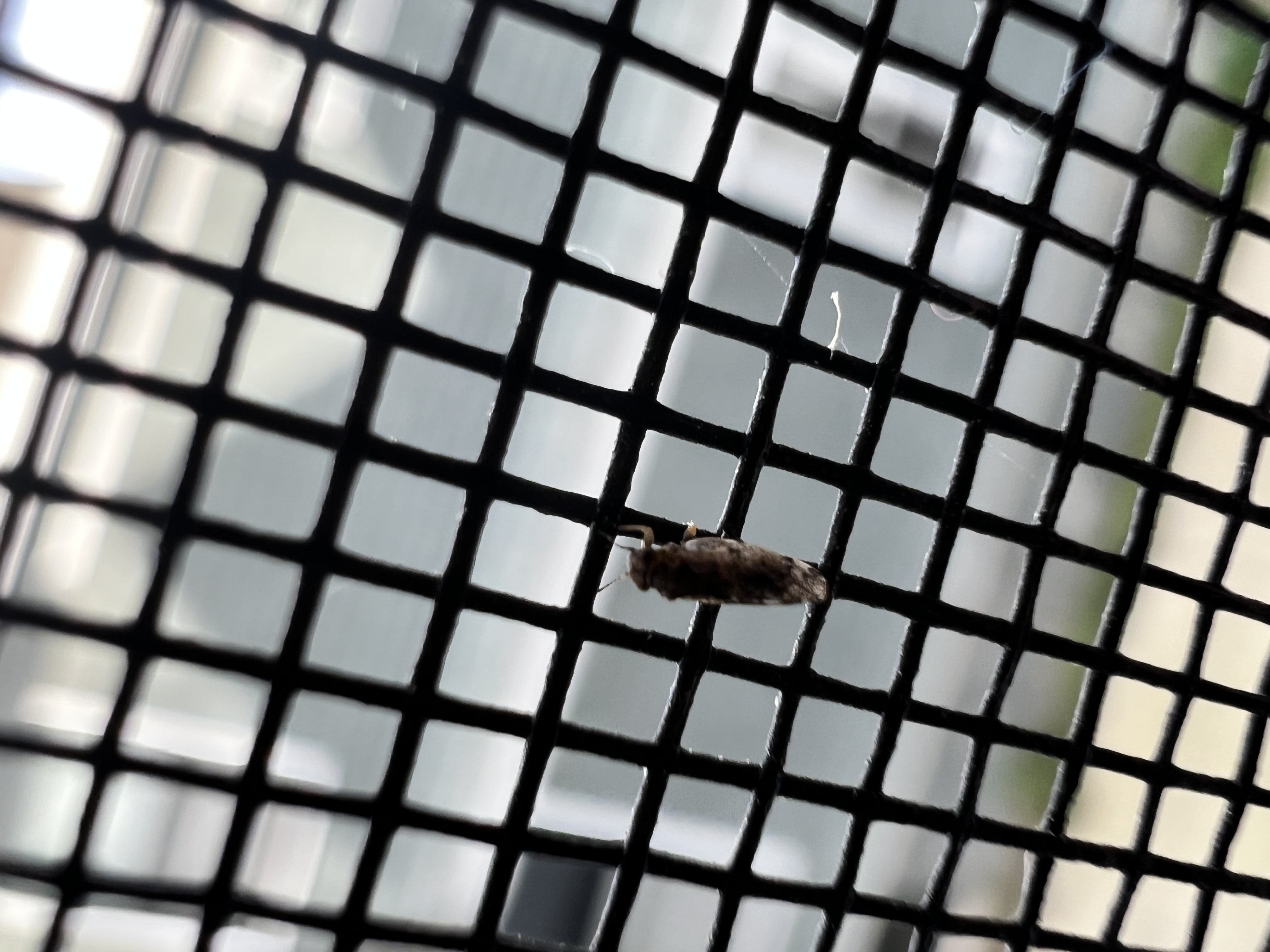 Tiny Bugs Coming through window screens Ask Extension