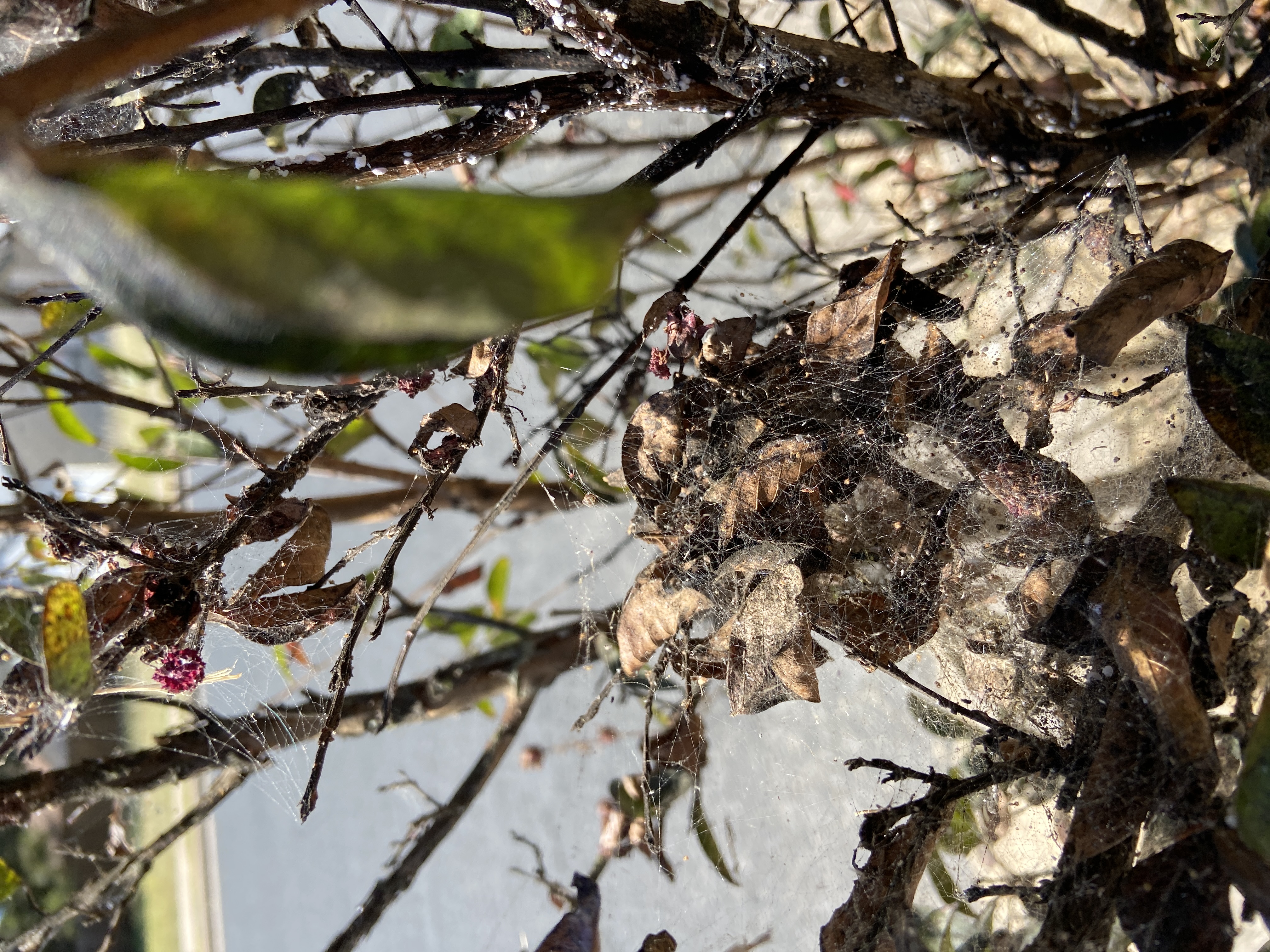 Crepe myrtles have web worms Ask Extension