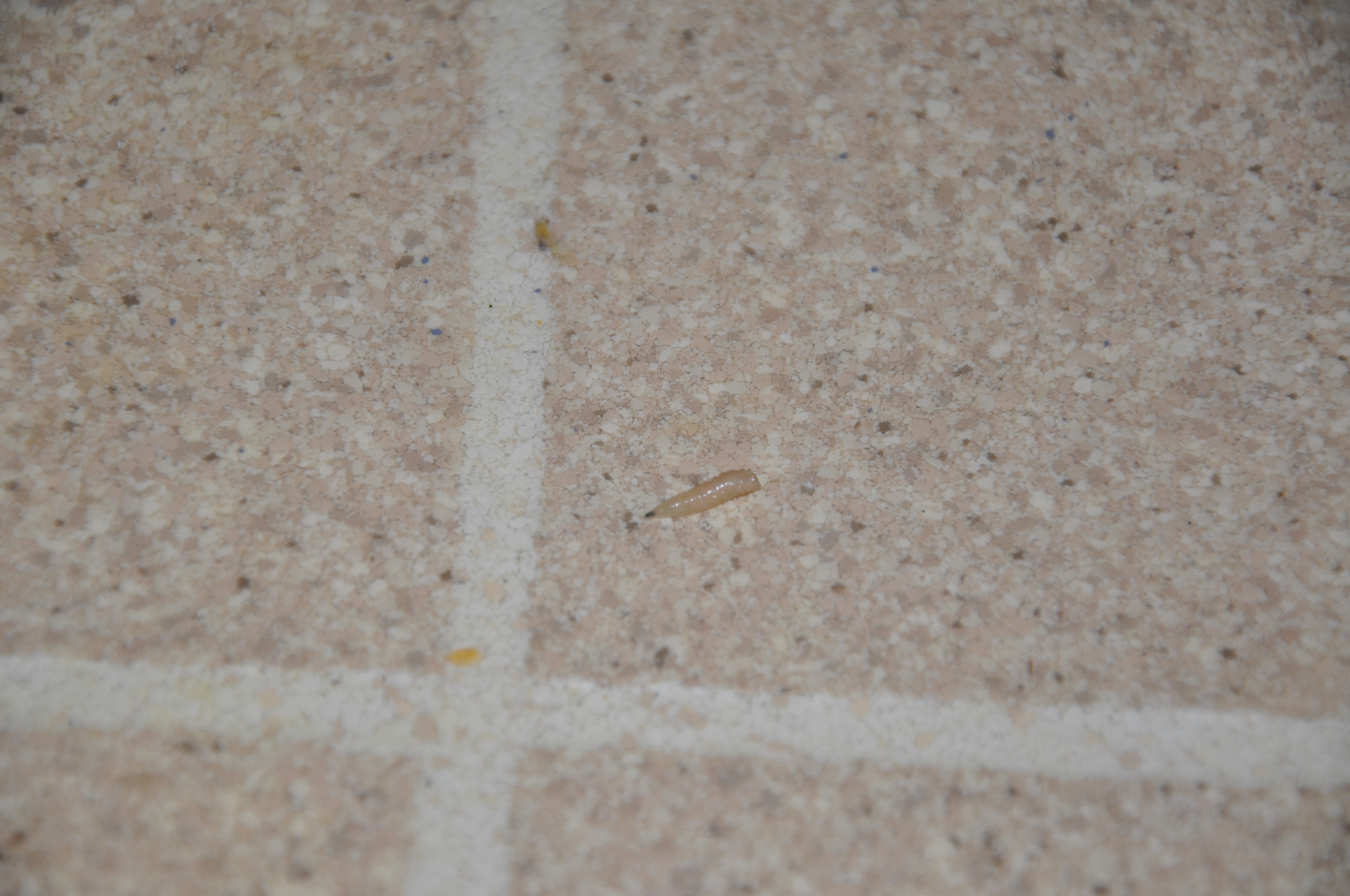 Maggots on Kitchen Floor - Ask Extension